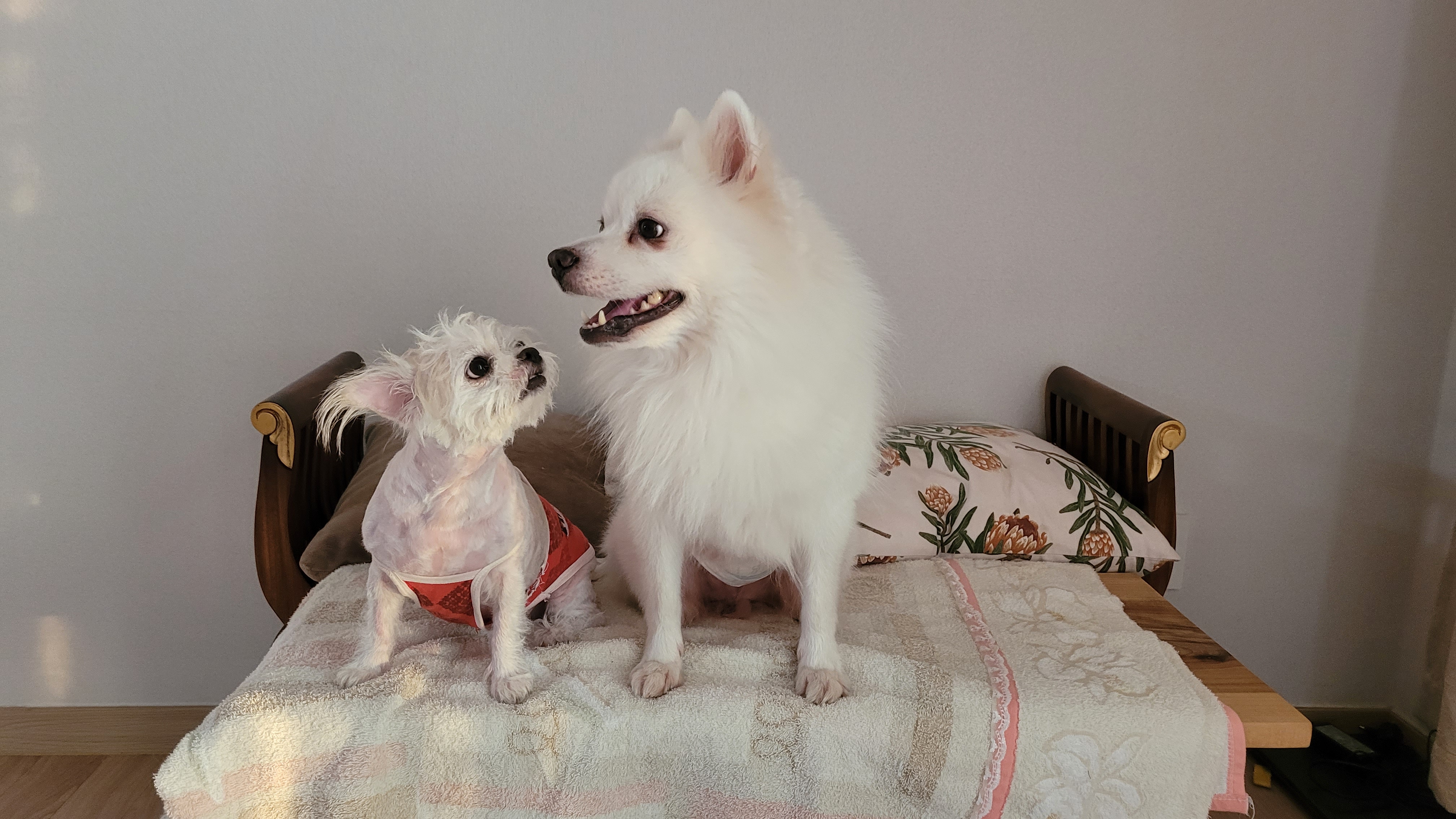 막내(한치) 잘 지내고 있어요.
