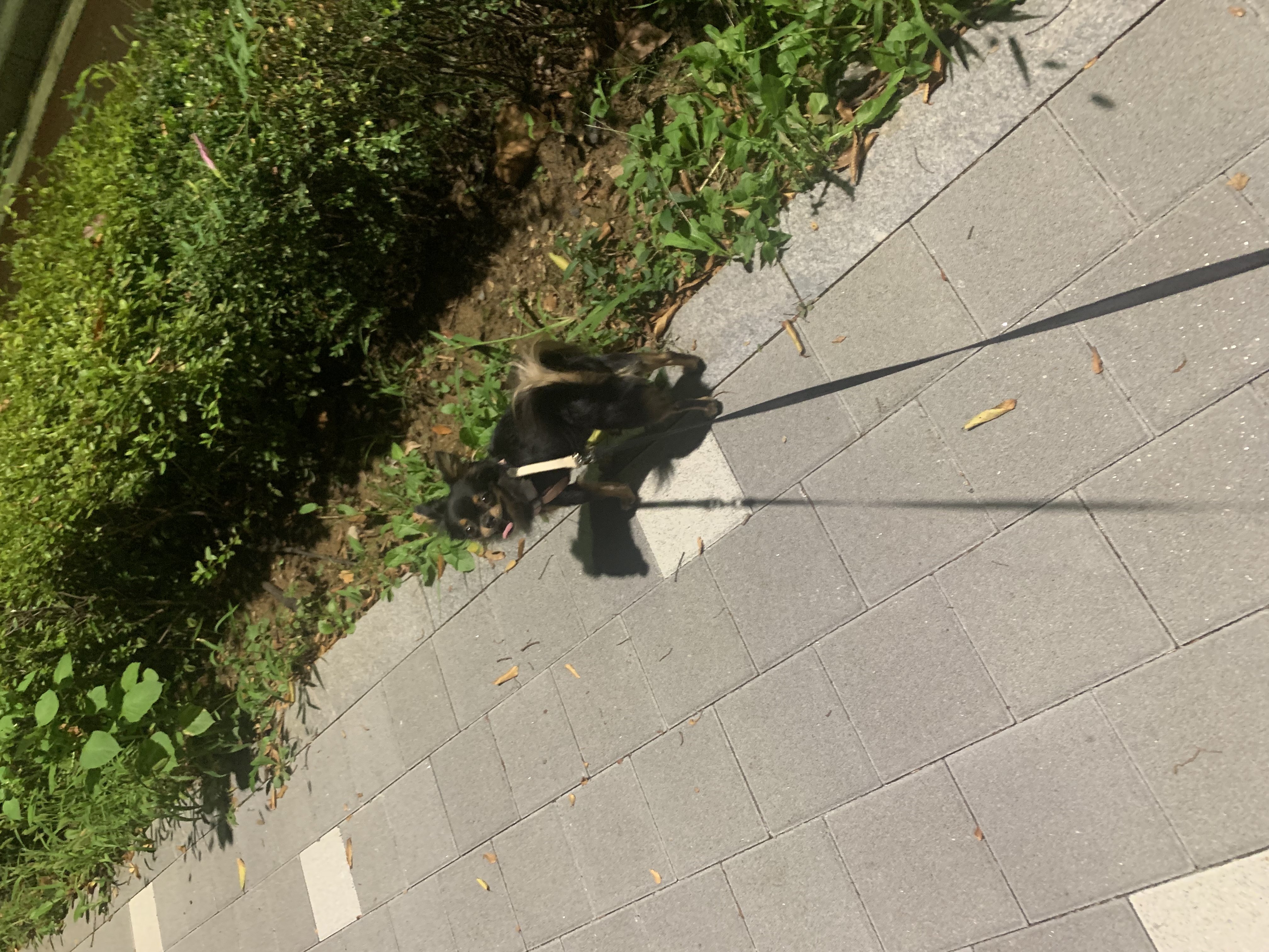 평택 치와와 열매