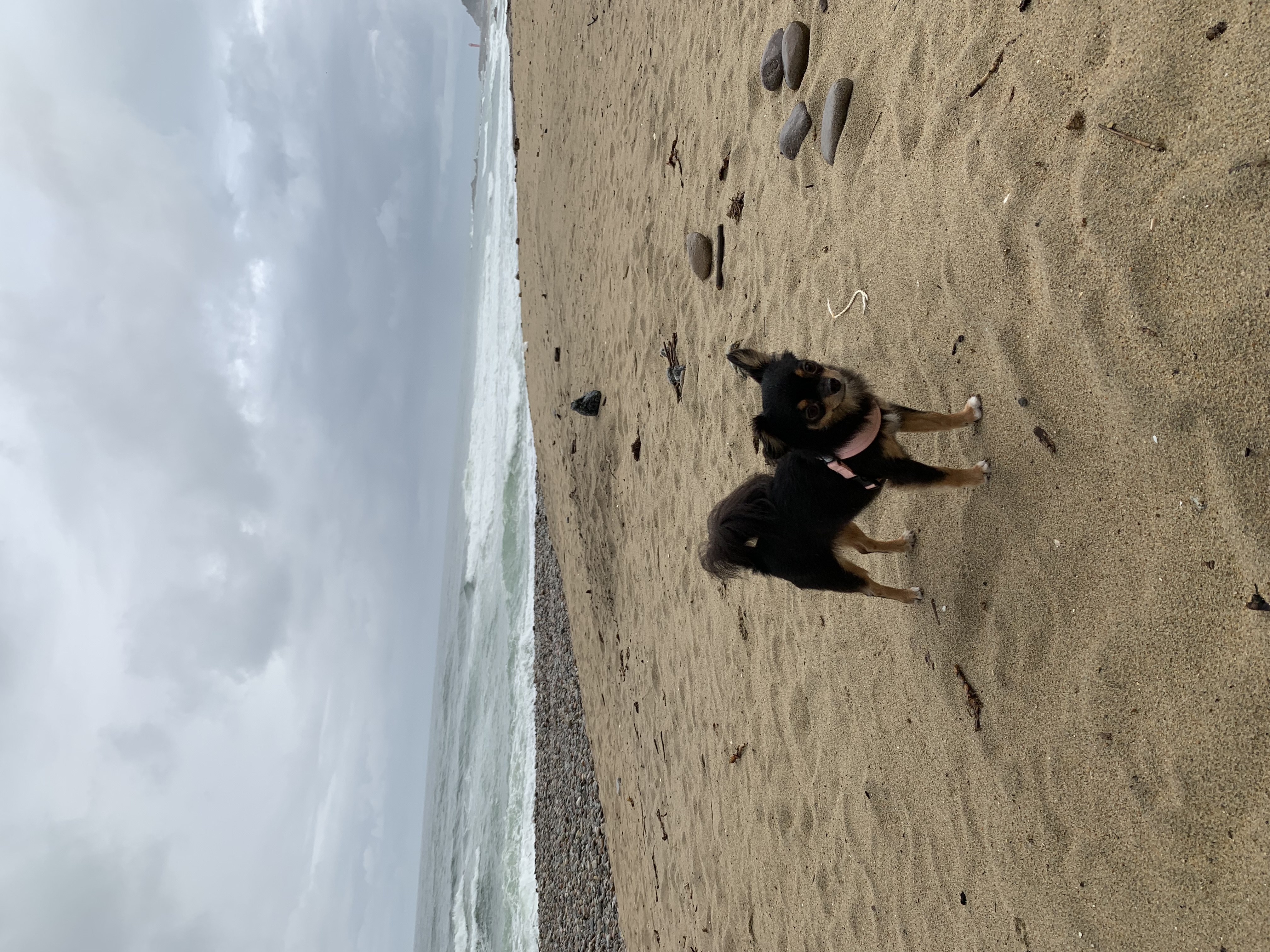 평택 치와와 열매