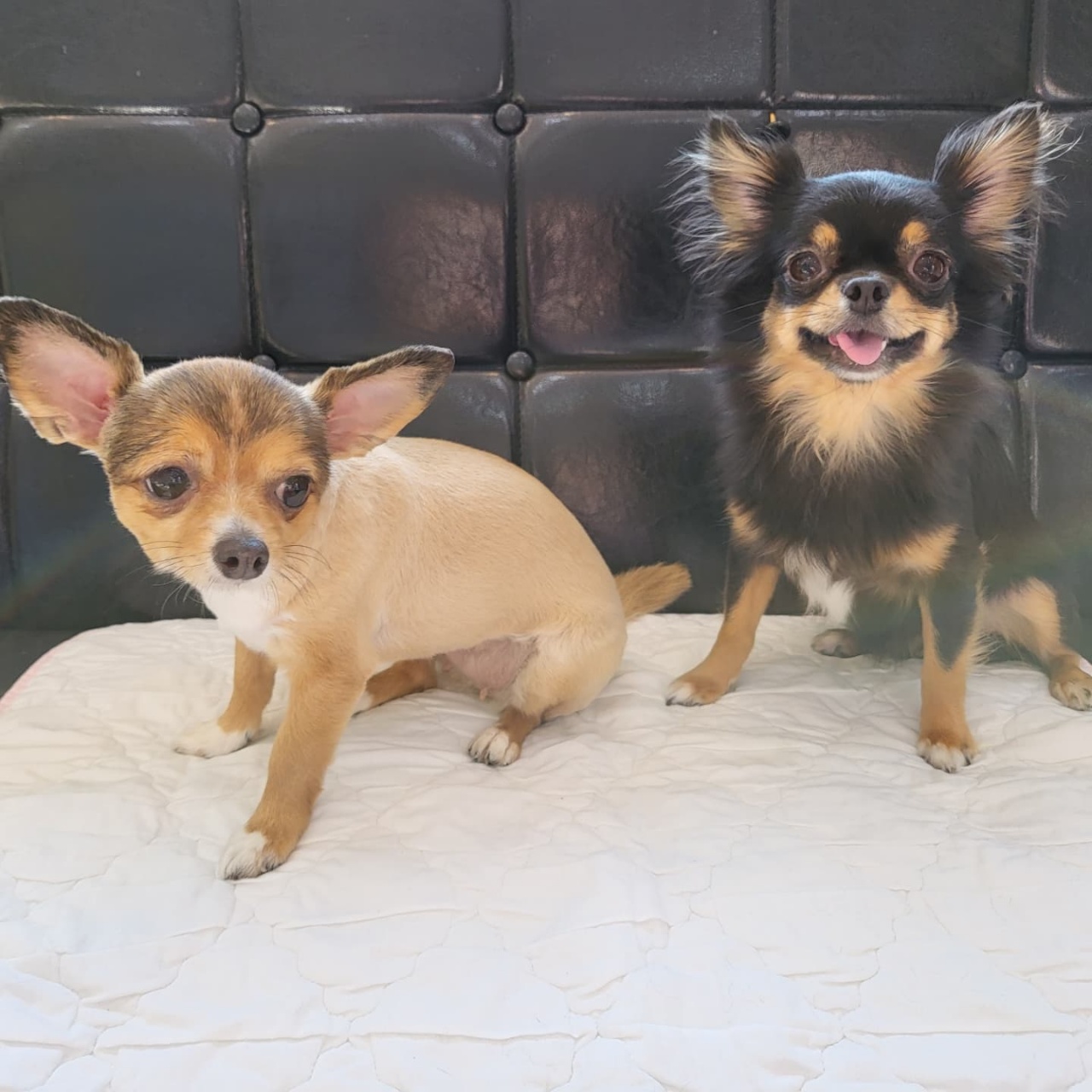 평택 치와와 열매