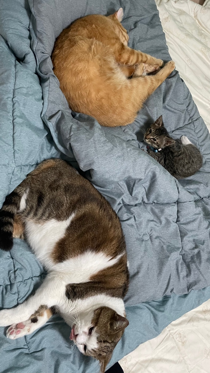 정석이가 우리집에 온 지 일주일이 지났어요. 