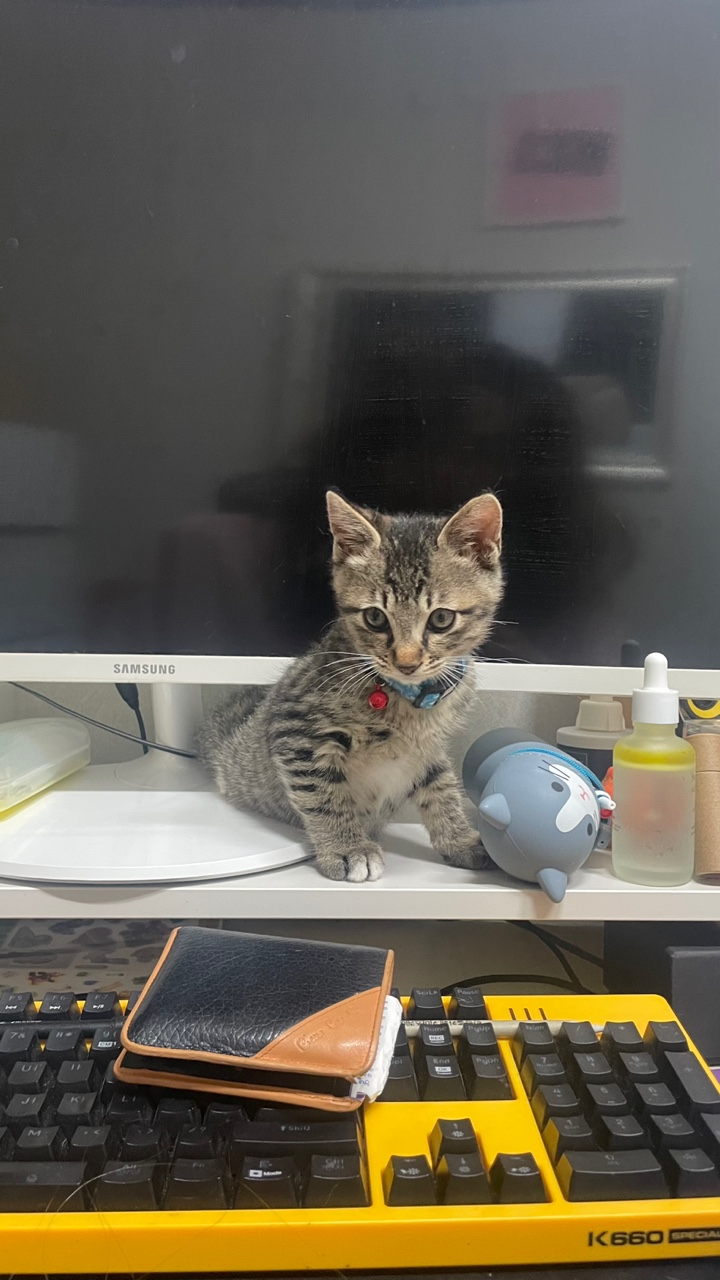 정석이가 우리집에 온 지 일주일이 지났어요. 