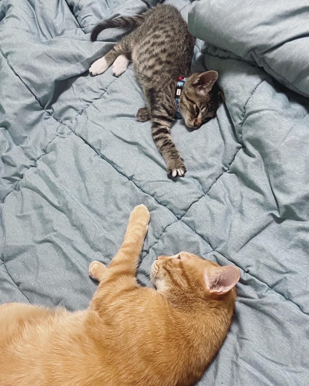 정석이가 우리집에 온 지 일주일이 지났어요. 