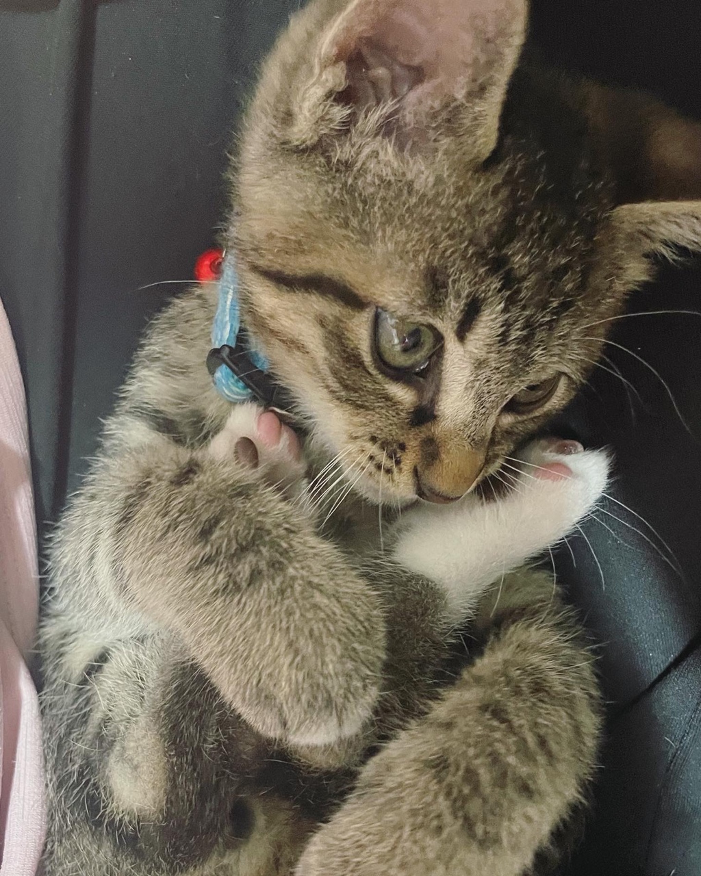 정석이가 우리집에 온 지 일주일이 지났어요. 