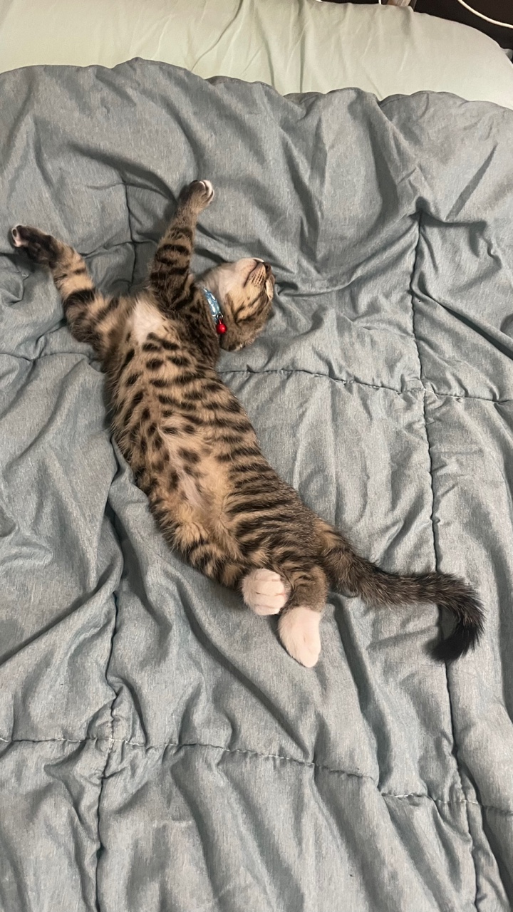 정석이가 우리집에 온 지 일주일이 지났어요. 