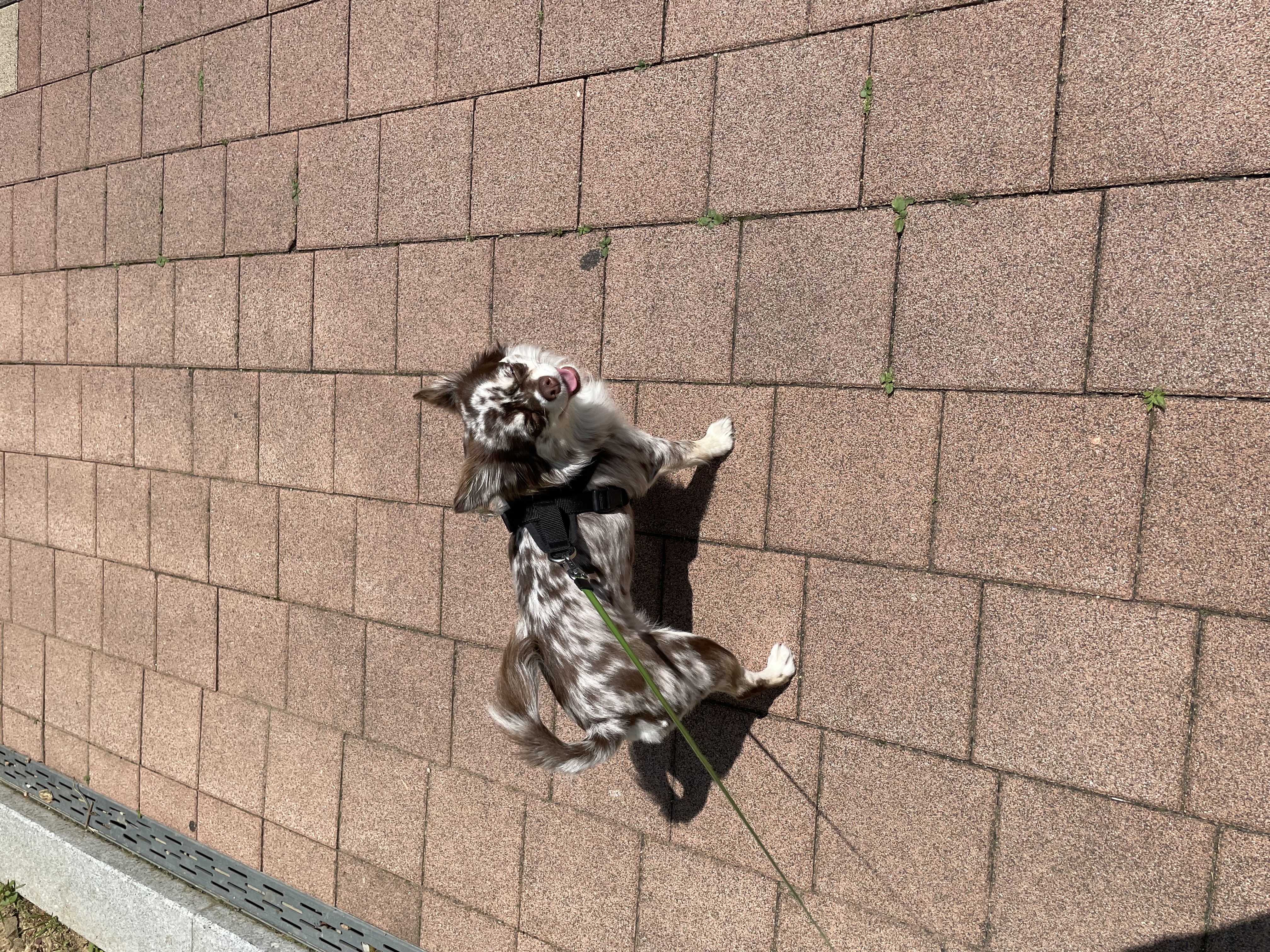 평택 치와와 넷째 난이..입니다