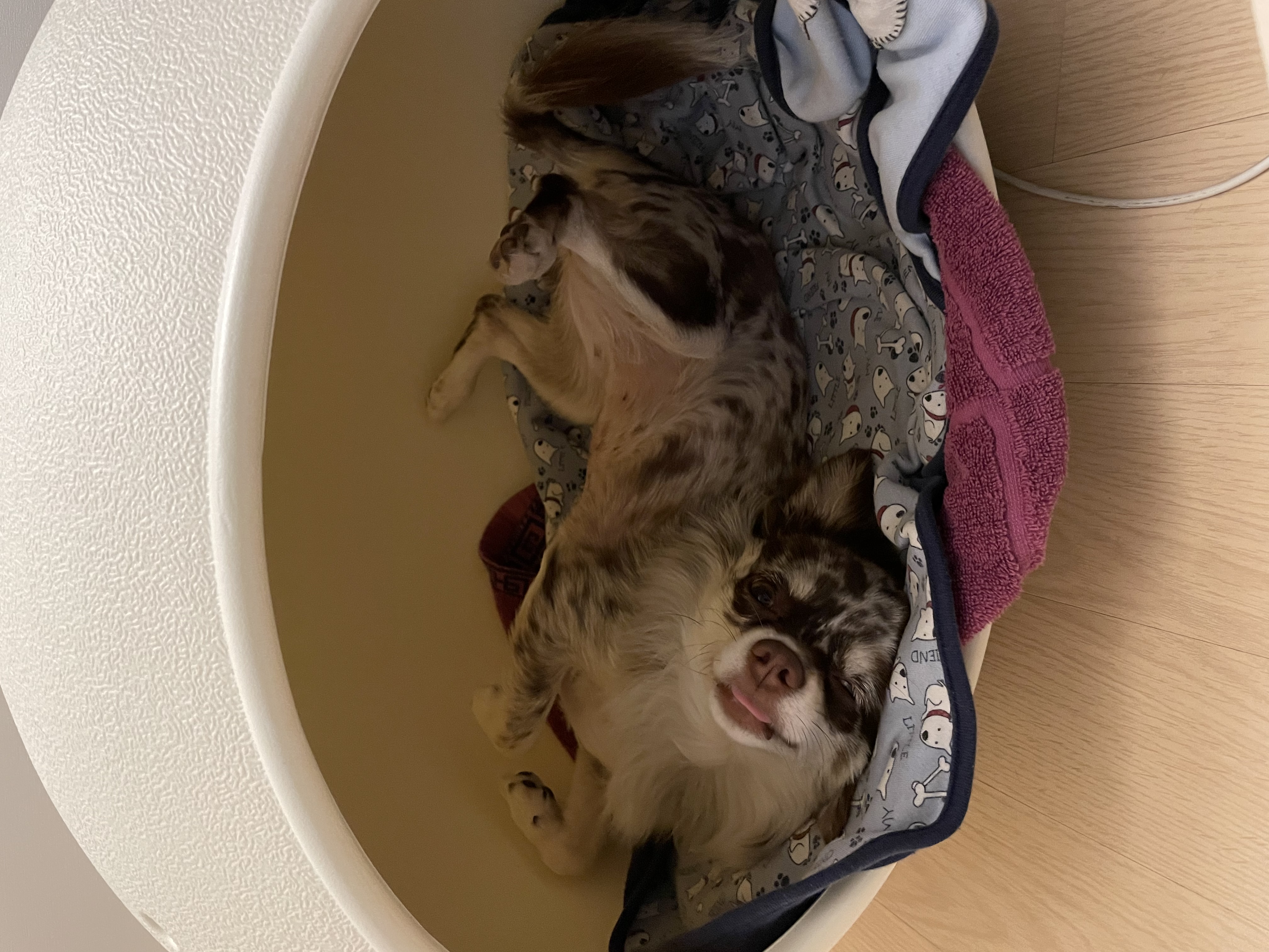 평택 치와와 넷째 난이..입니다