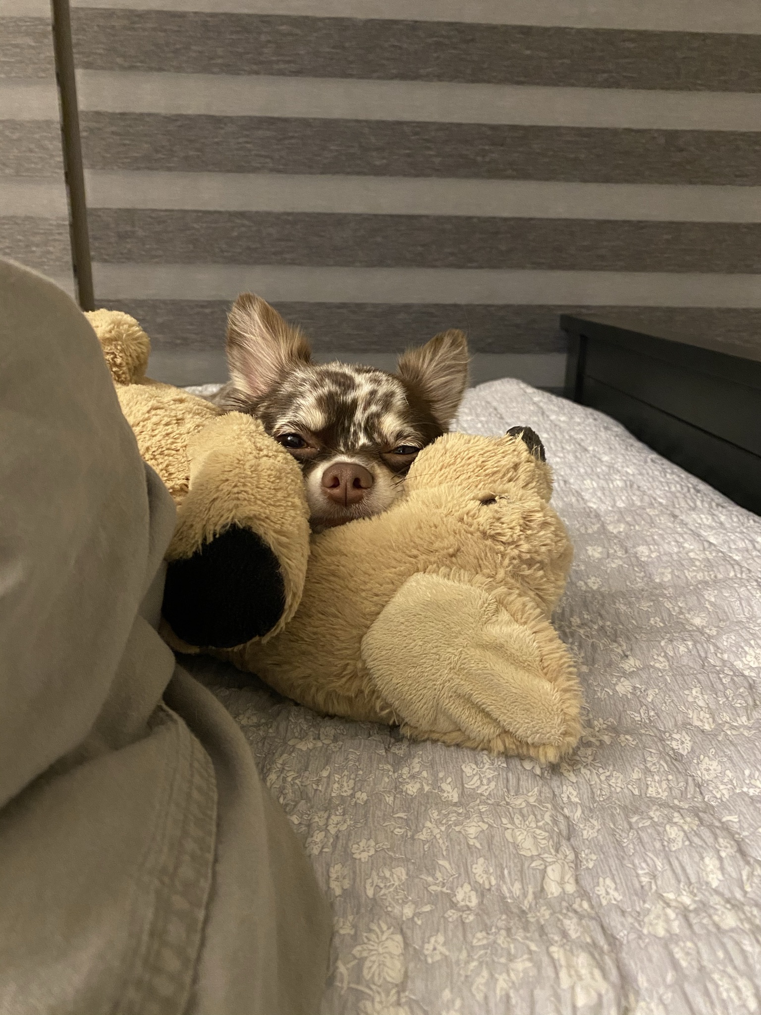 평택 치와와 넷째 난이..입니다