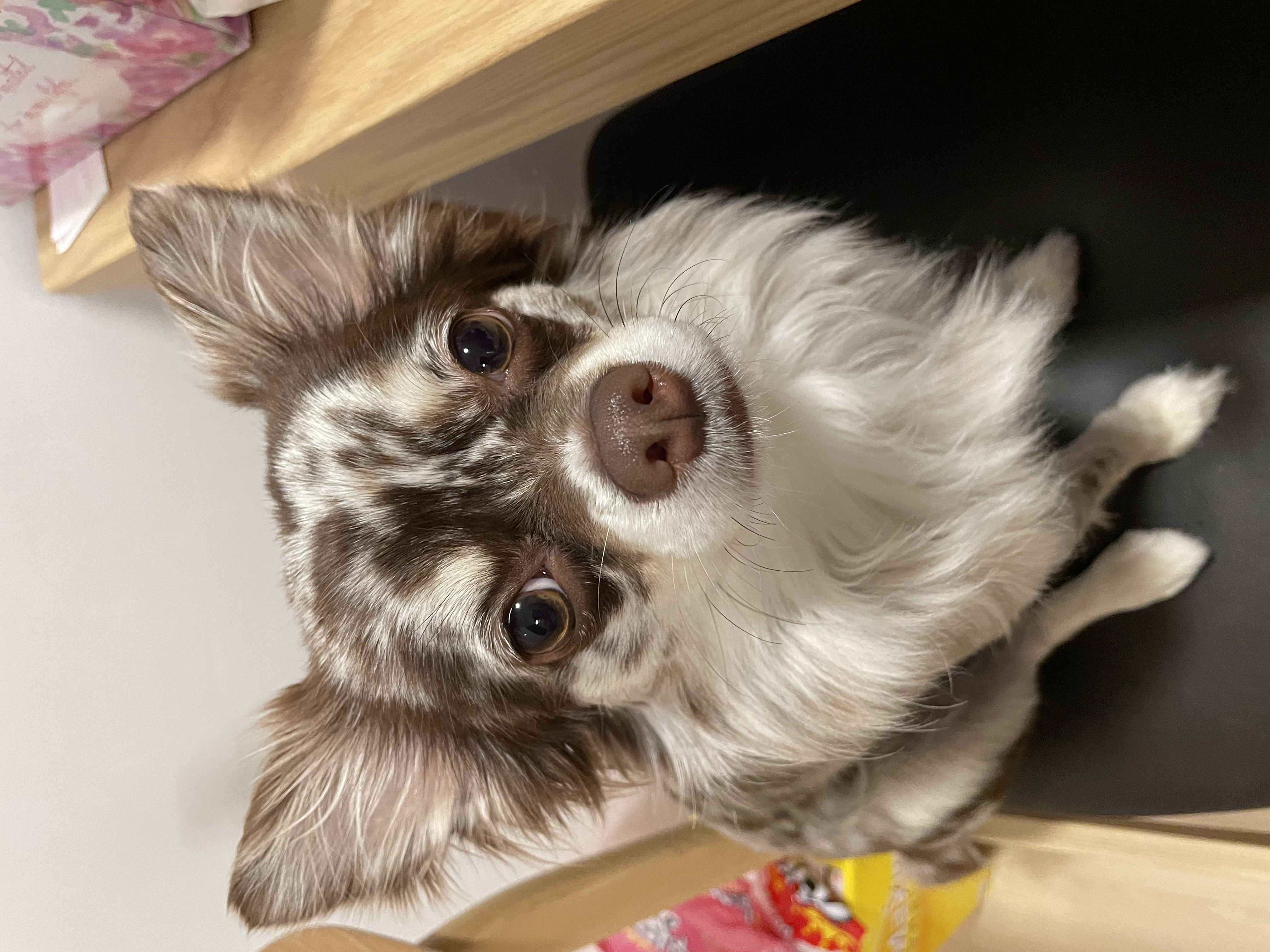 평택 치와와 넷째 난이..입니다