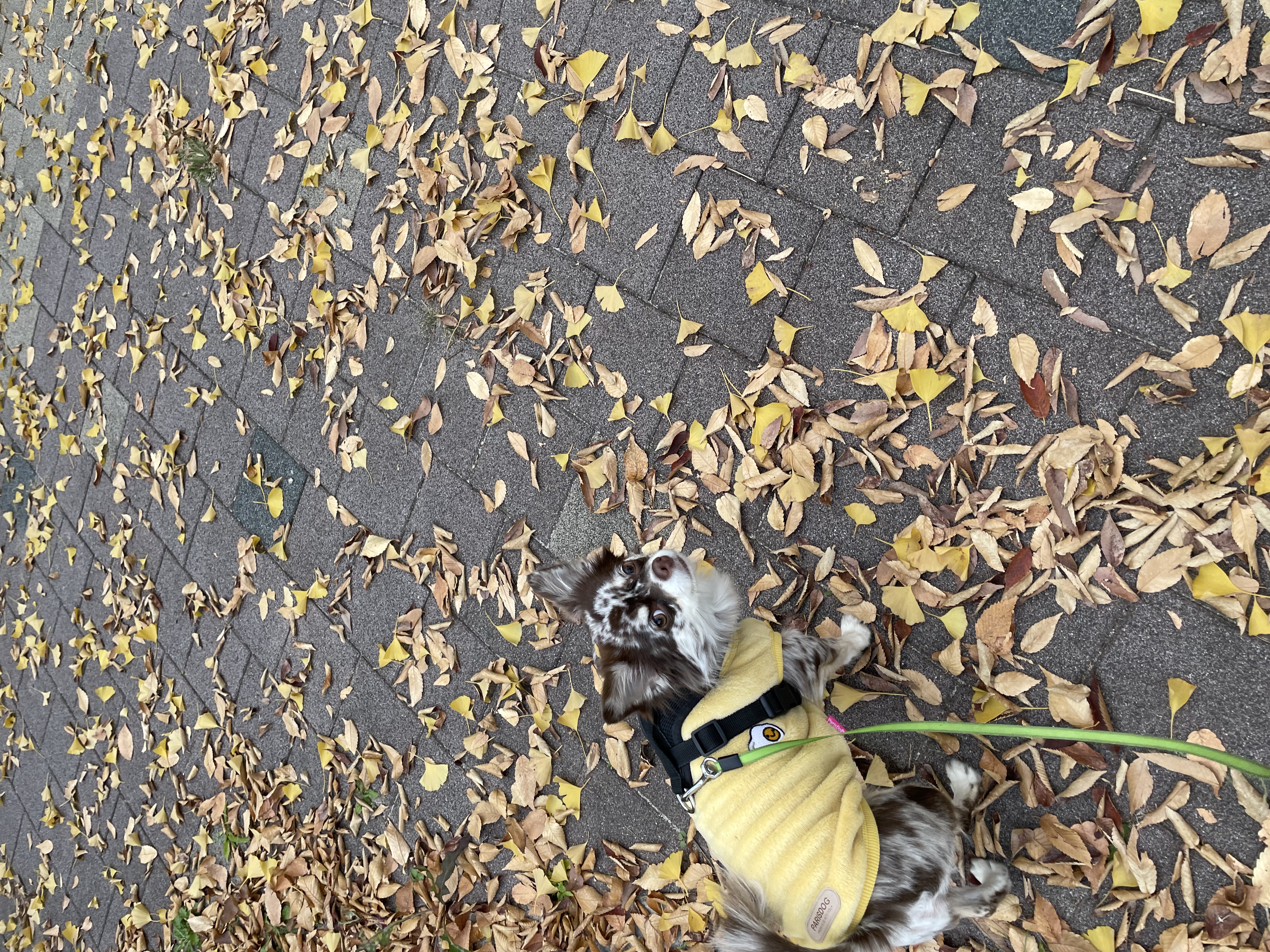 평택 치와와 넷째 난이..입니다