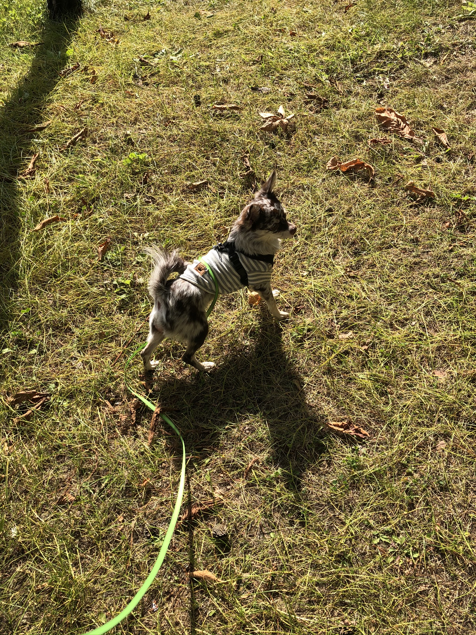 평택 치와와 넷째 난이..입니다