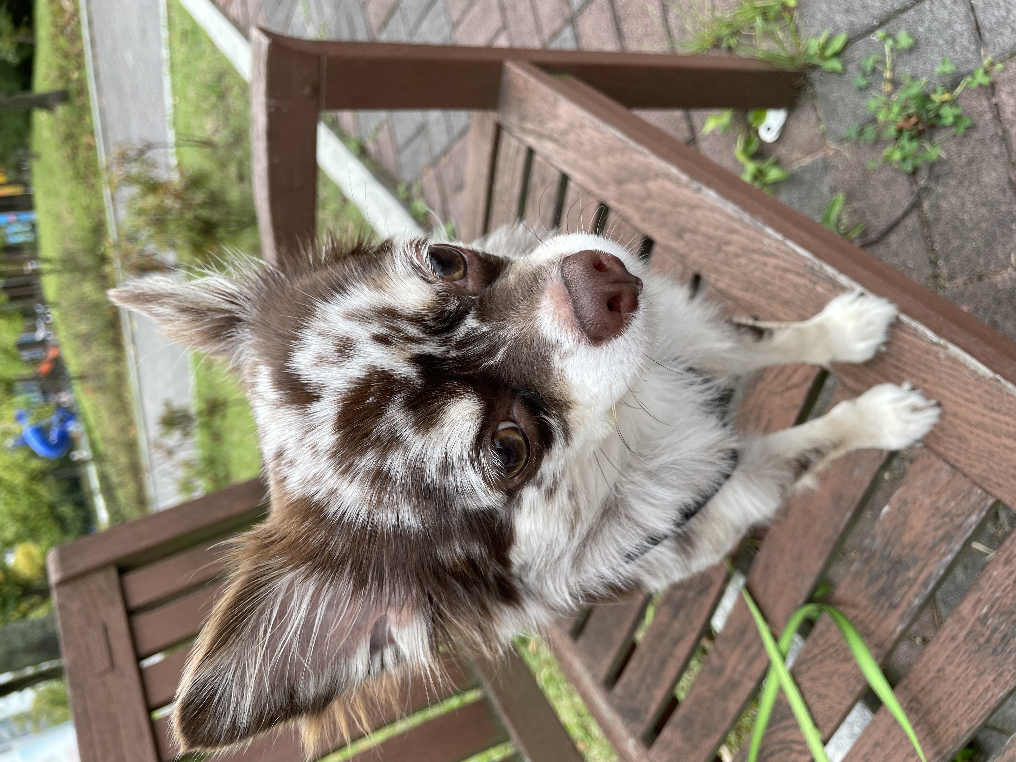 평택 치와와 넷째 난이..입니다