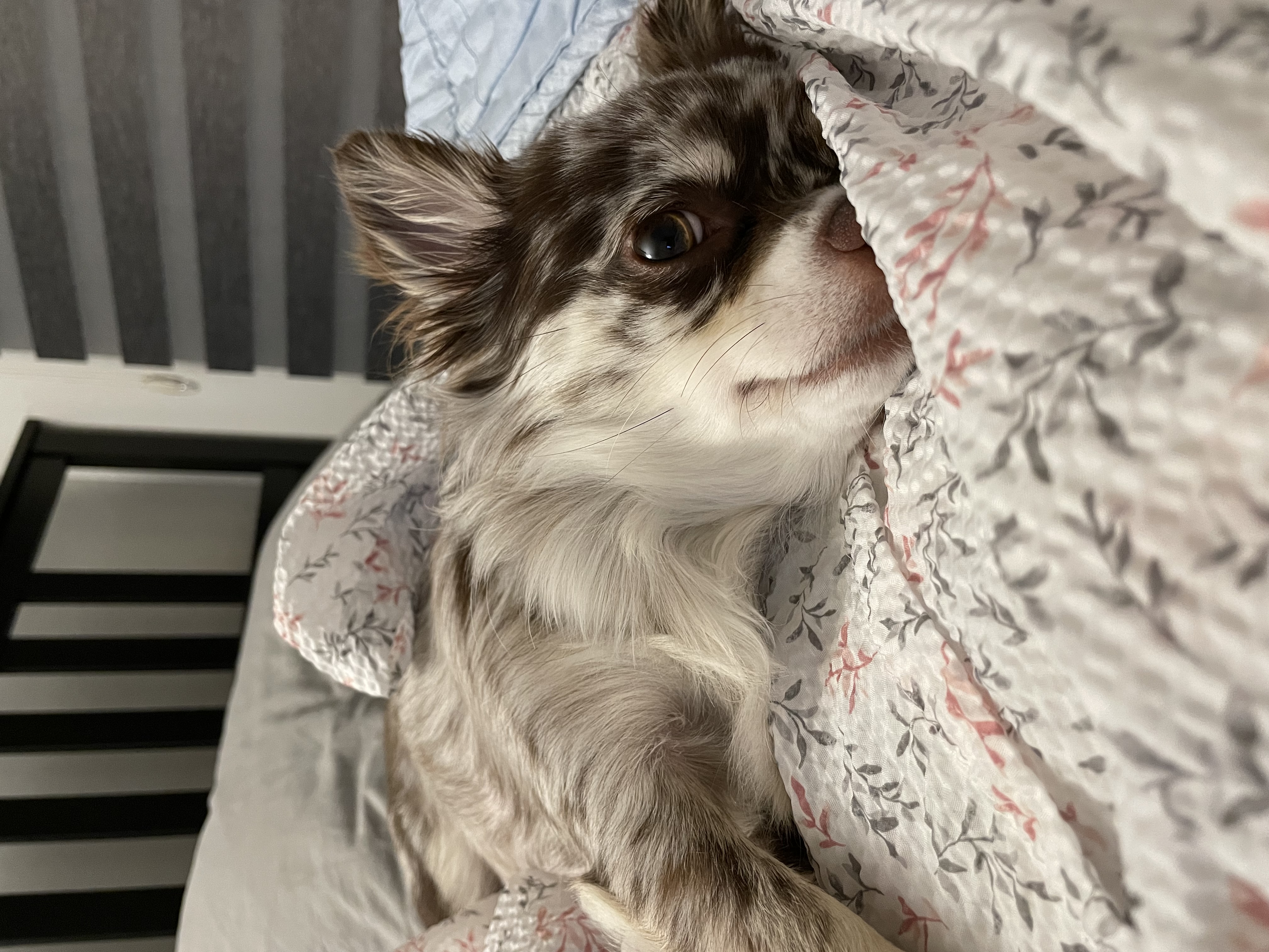 평택 치와와 넷째 난이..입니다