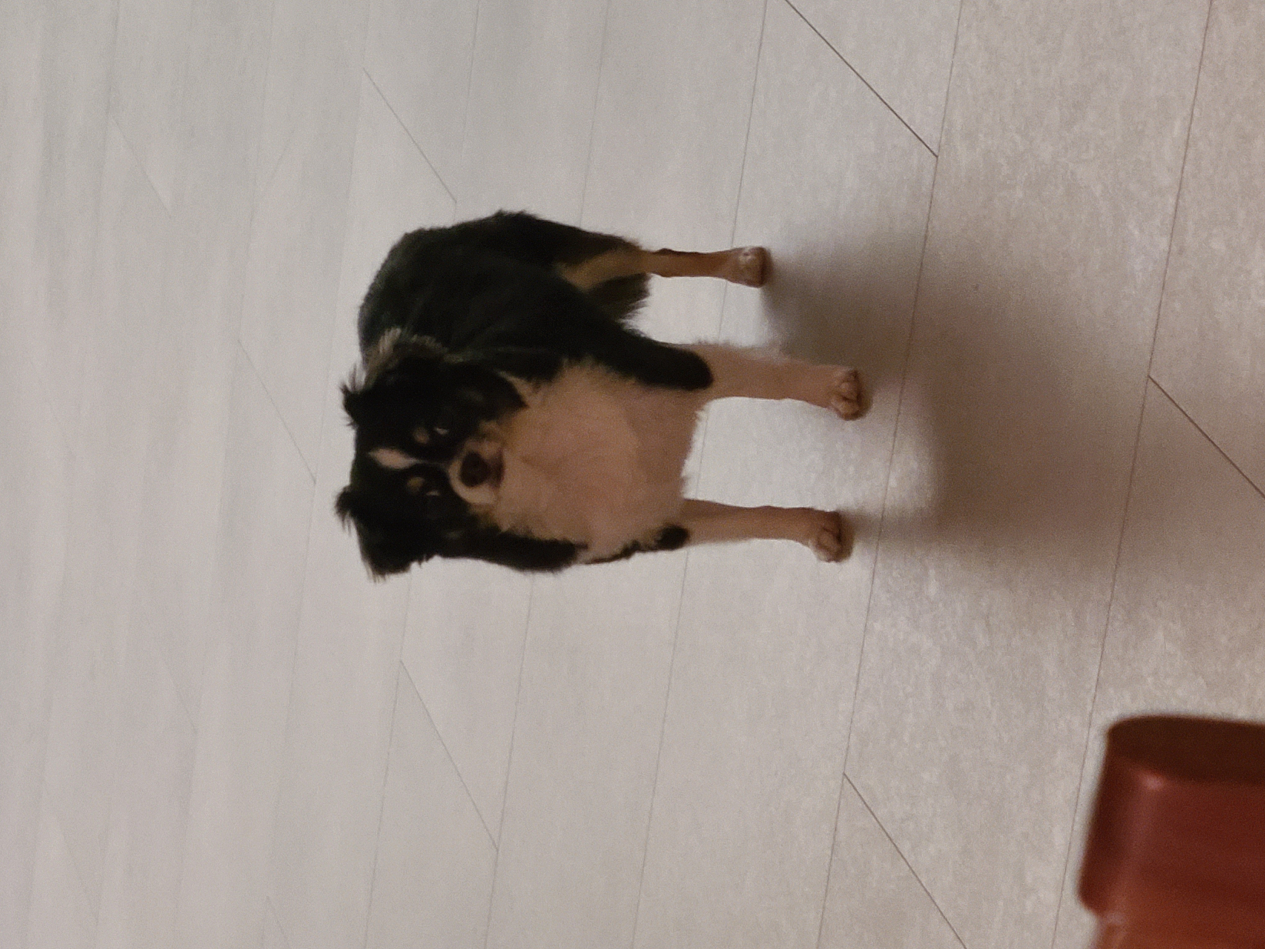 평택 치와와 고운이