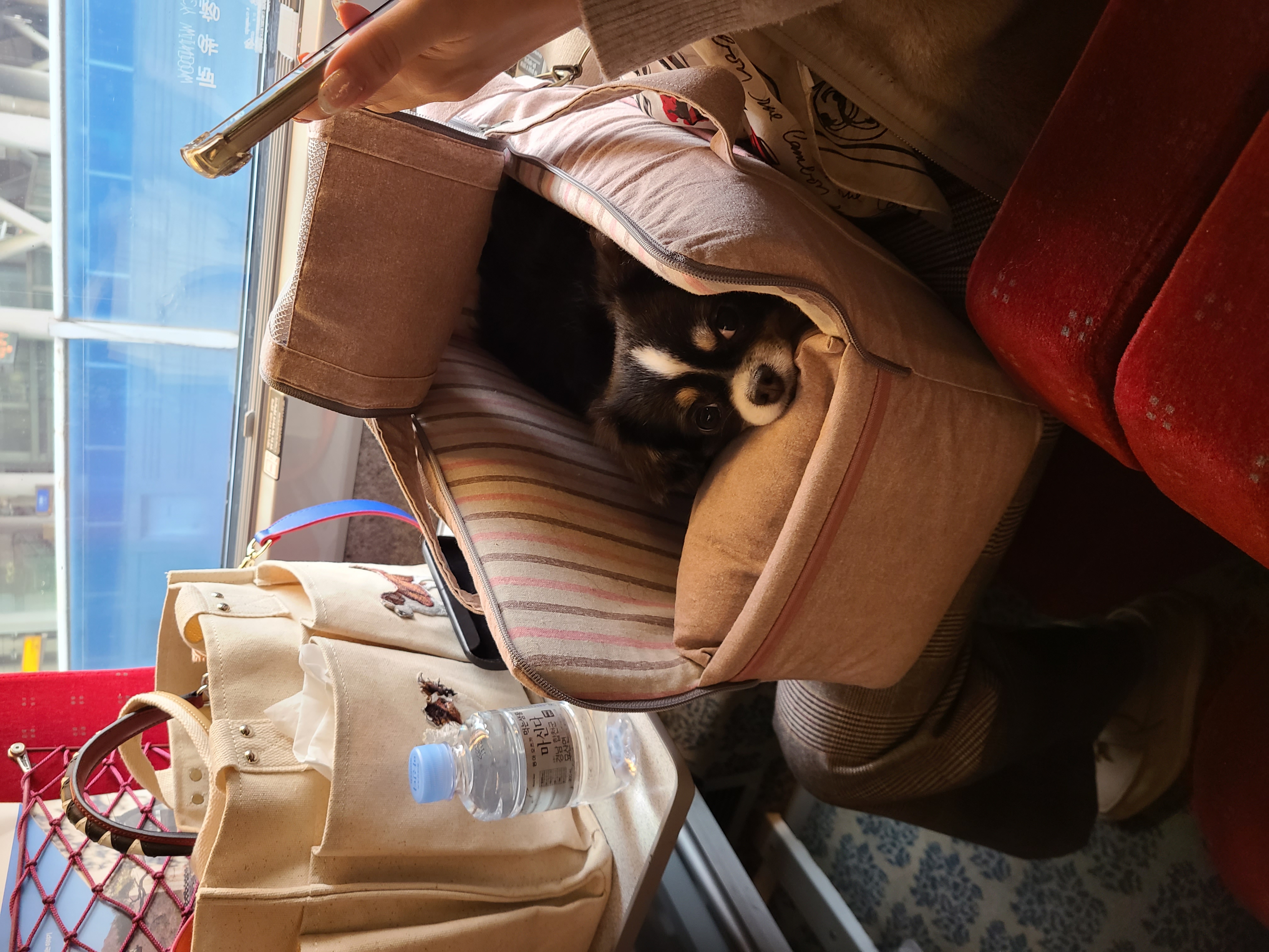 평택 치와와 고운이