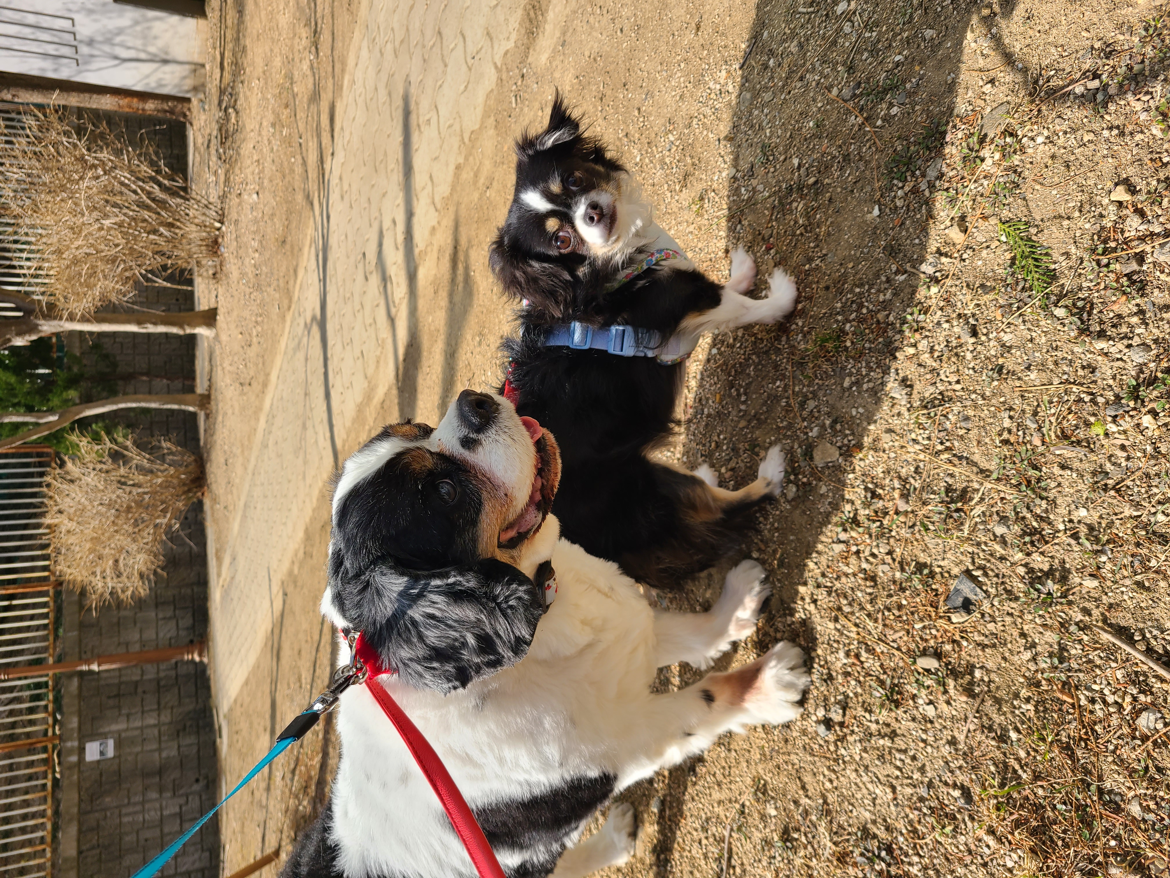 평택 치와와 고운이