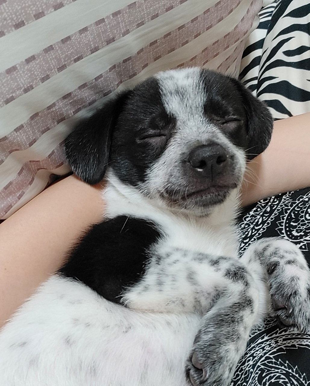 말썽쟁이 마뜨( 쿠키)~~