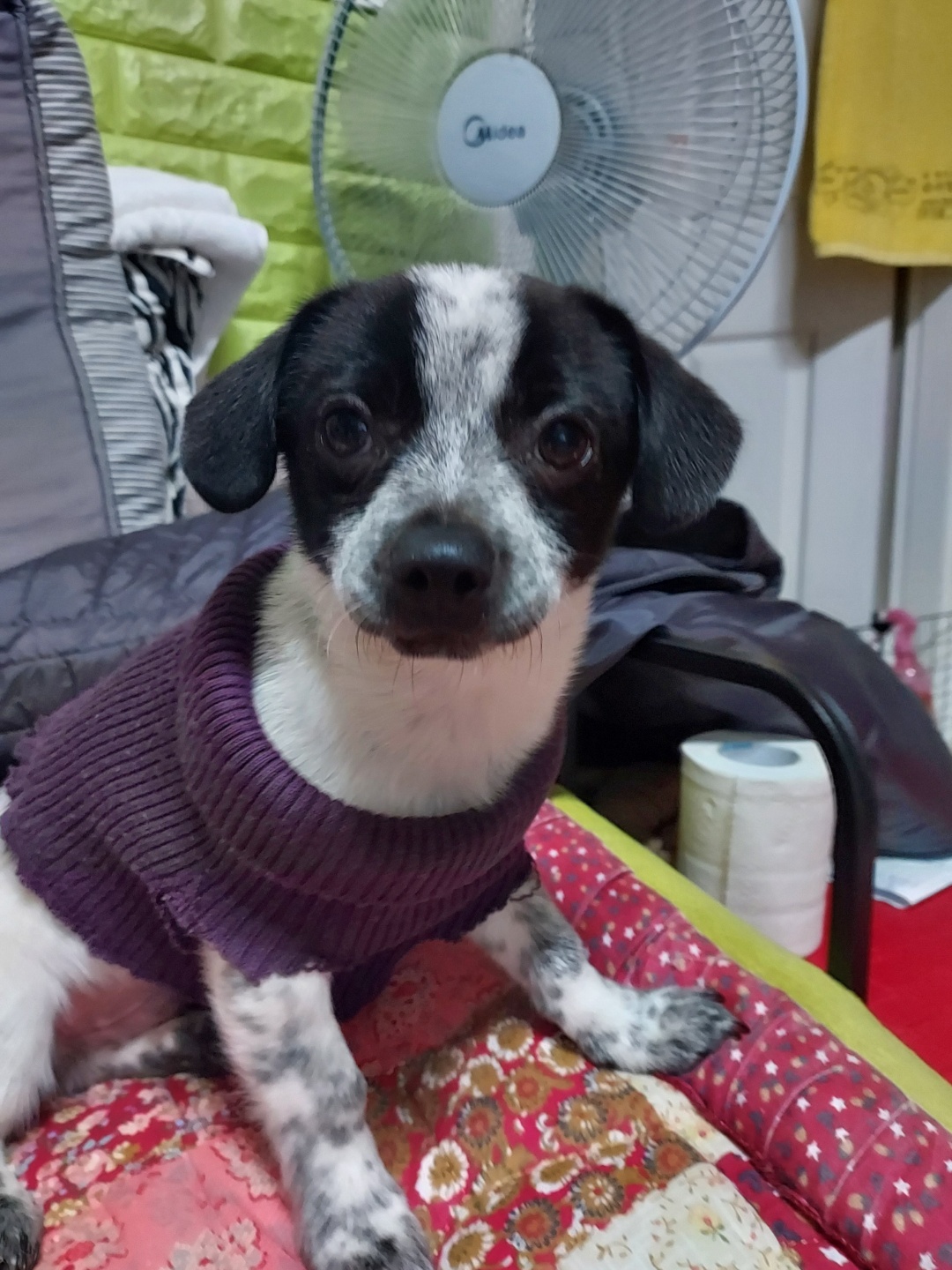 말썽쟁이 마뜨( 쿠키)~~