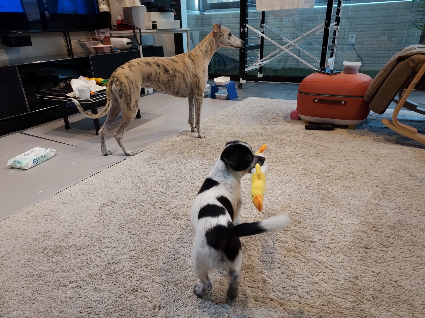 말썽쟁이 마뜨( 쿠키)~~