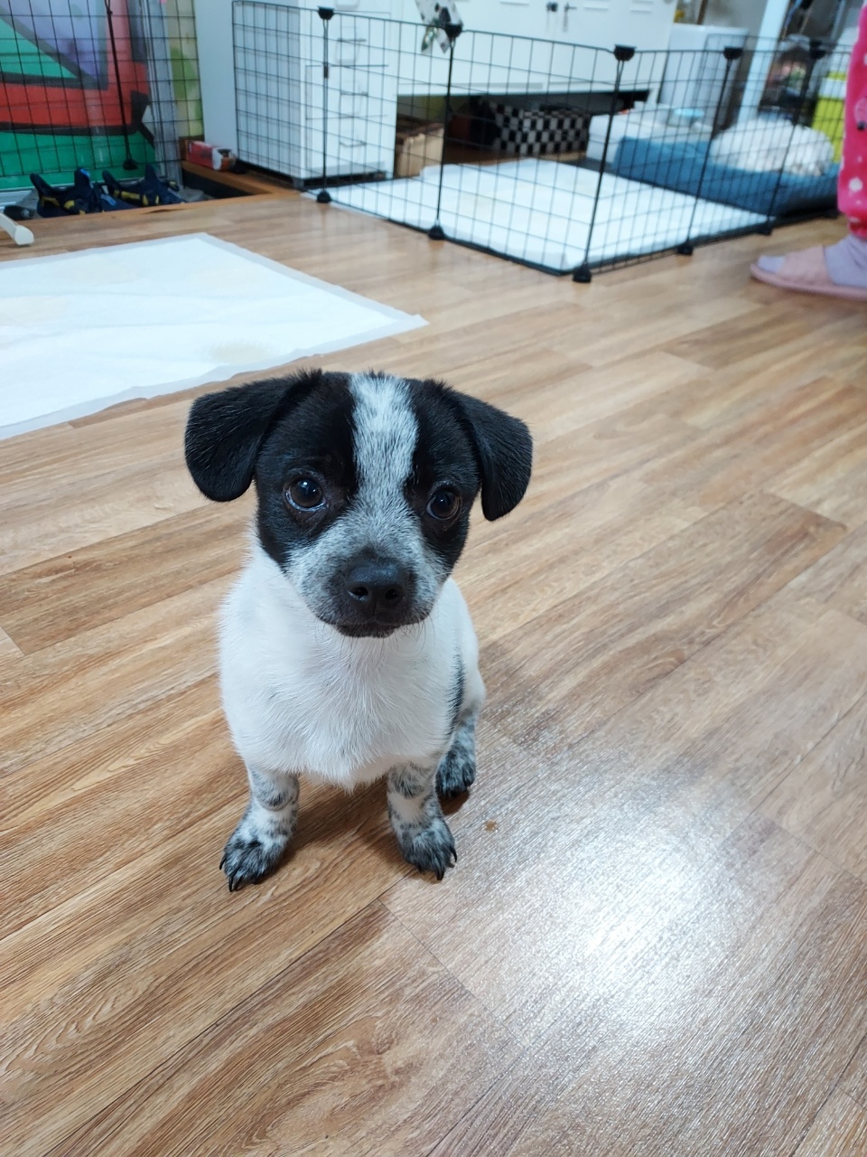 말썽쟁이 마뜨( 쿠키)~~