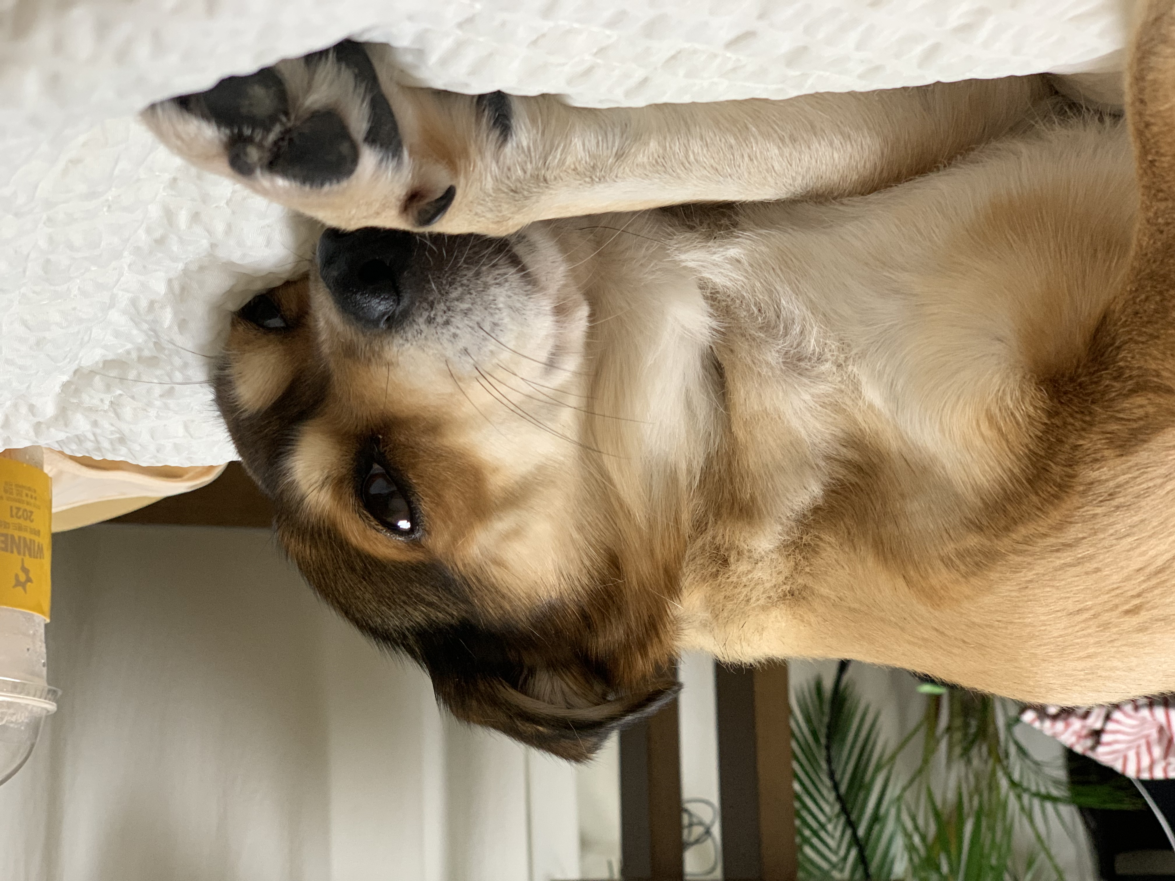 제니(보리) 와 1년째!