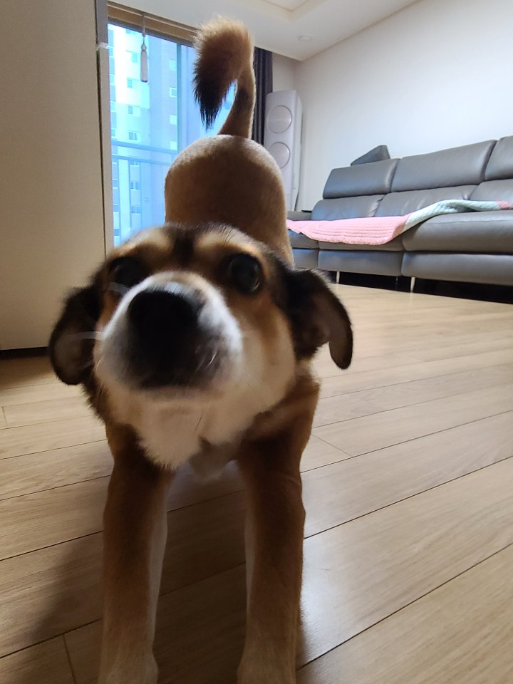 제니(보리) 와 1년째!