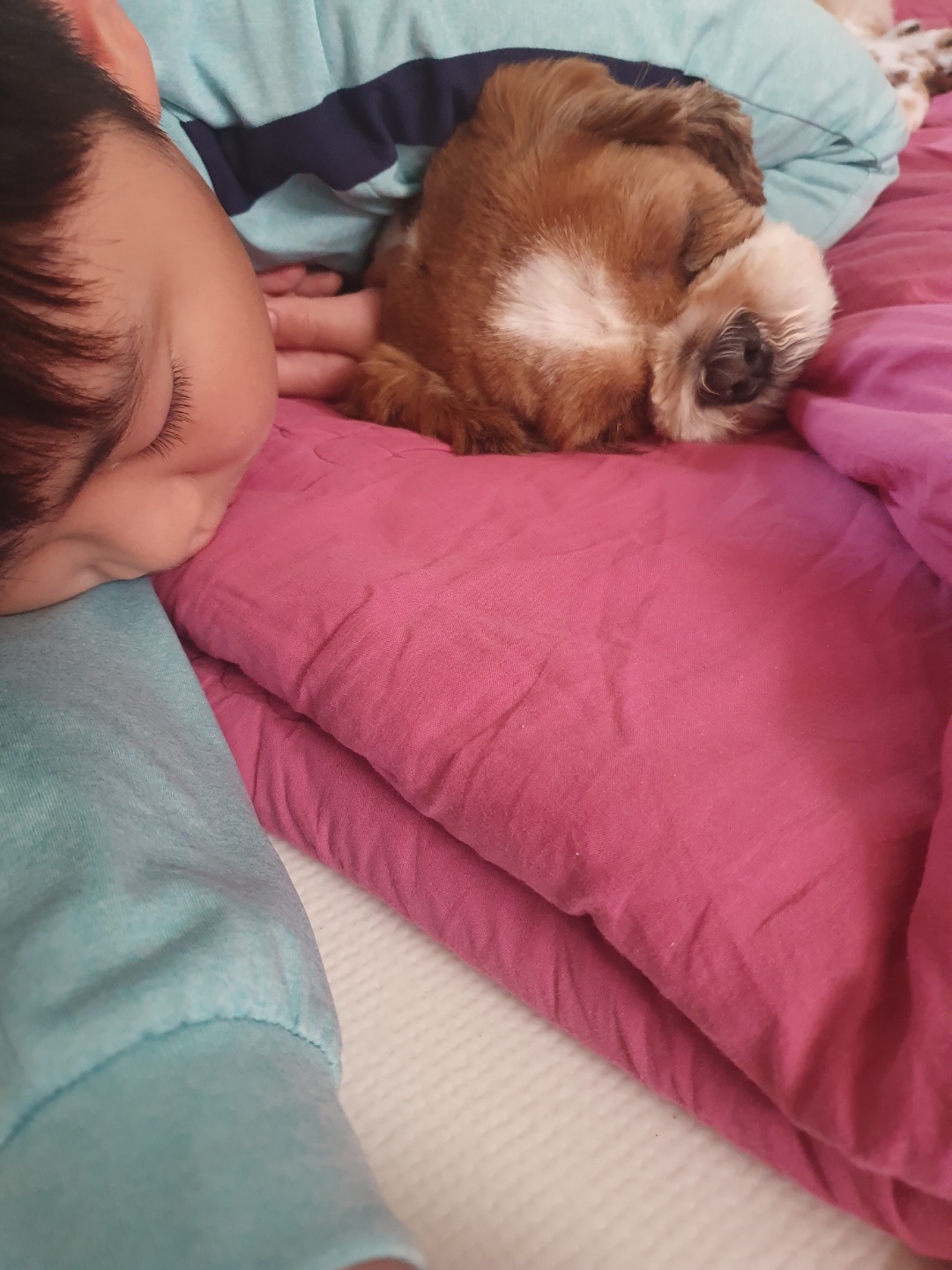 반려동물 미용실 구조견 코스 이야기