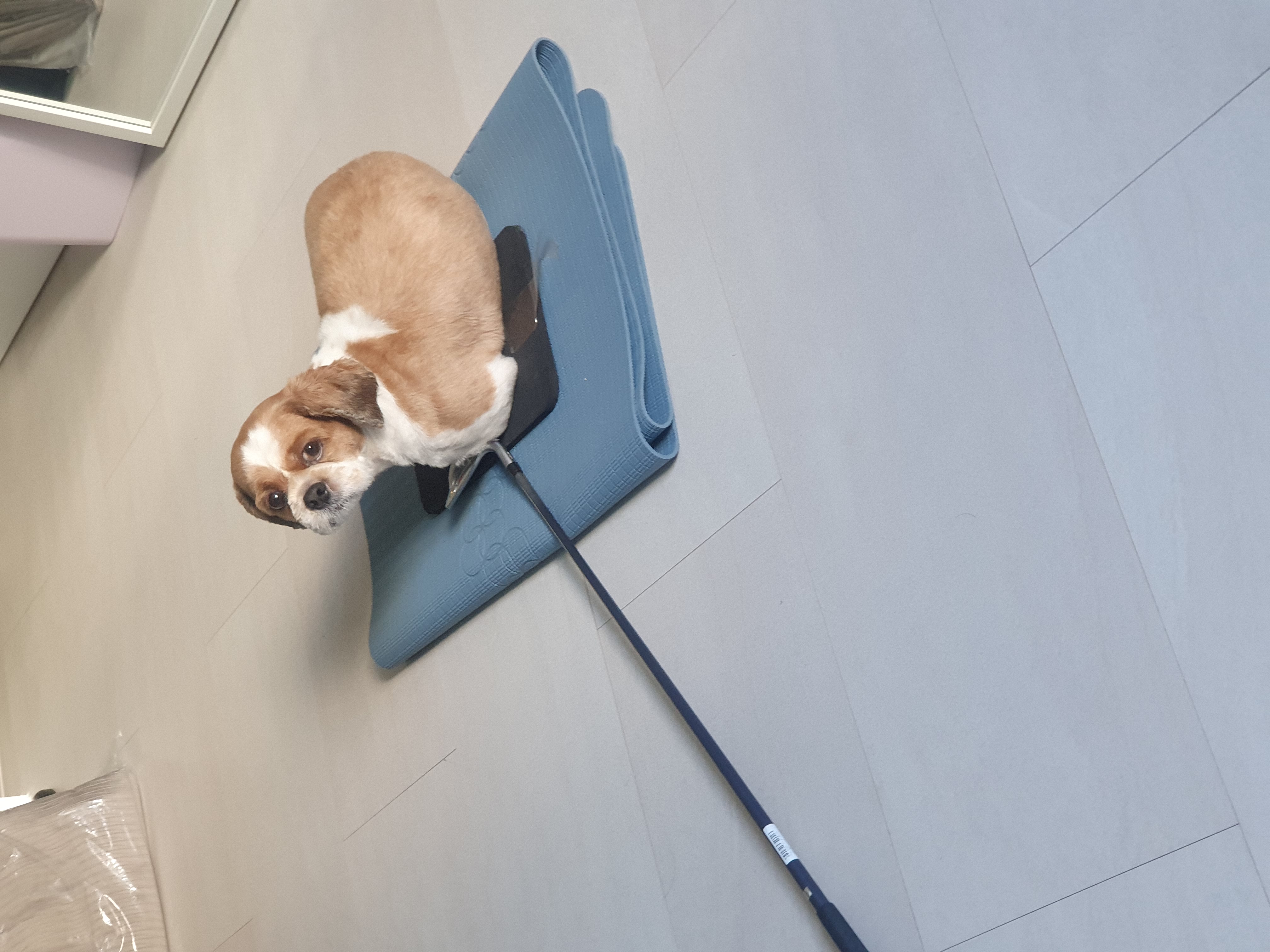 반려동물 미용실 구조견 코스 이야기