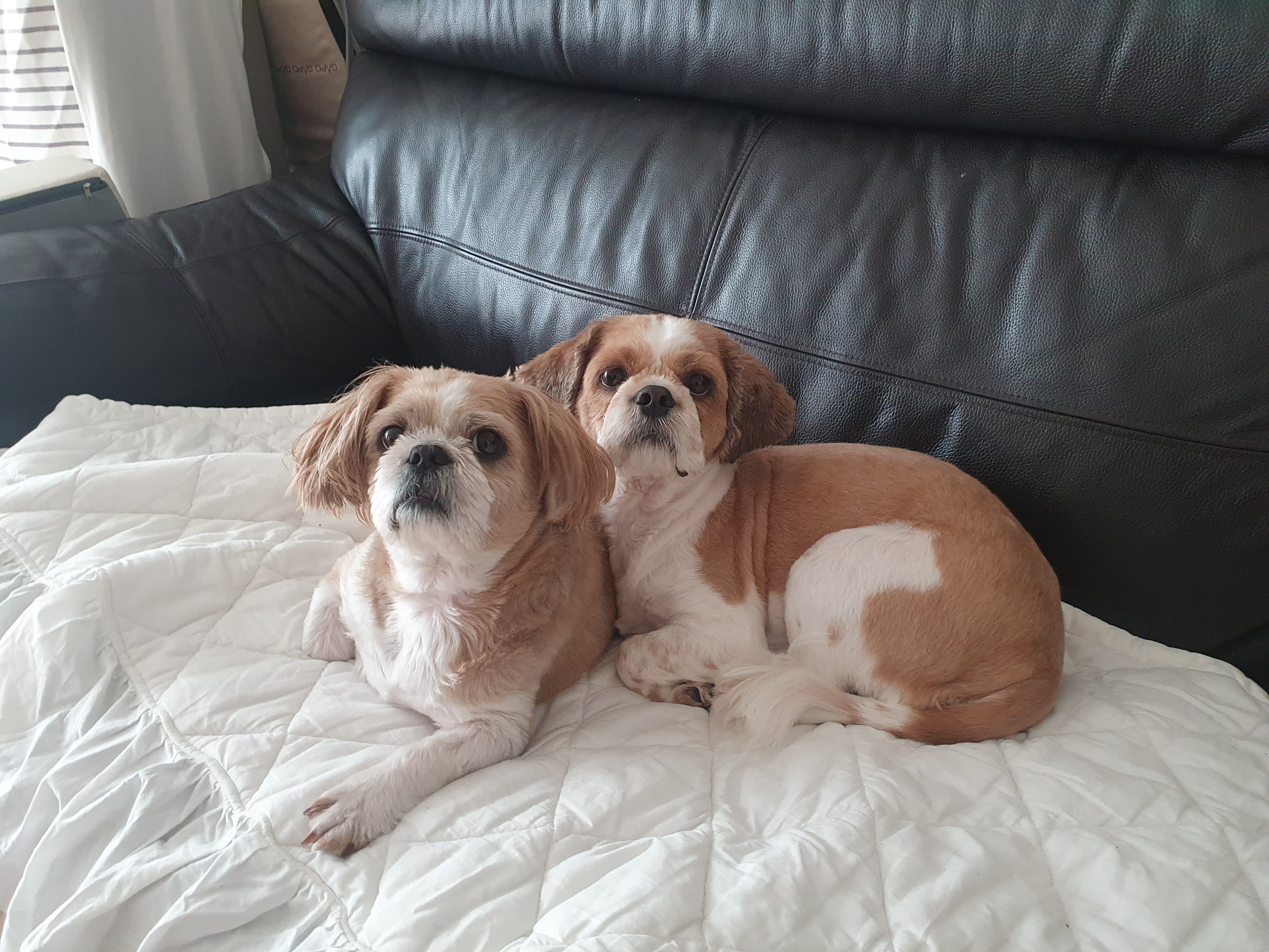 반려동물 미용실 구조견 코스 이야기