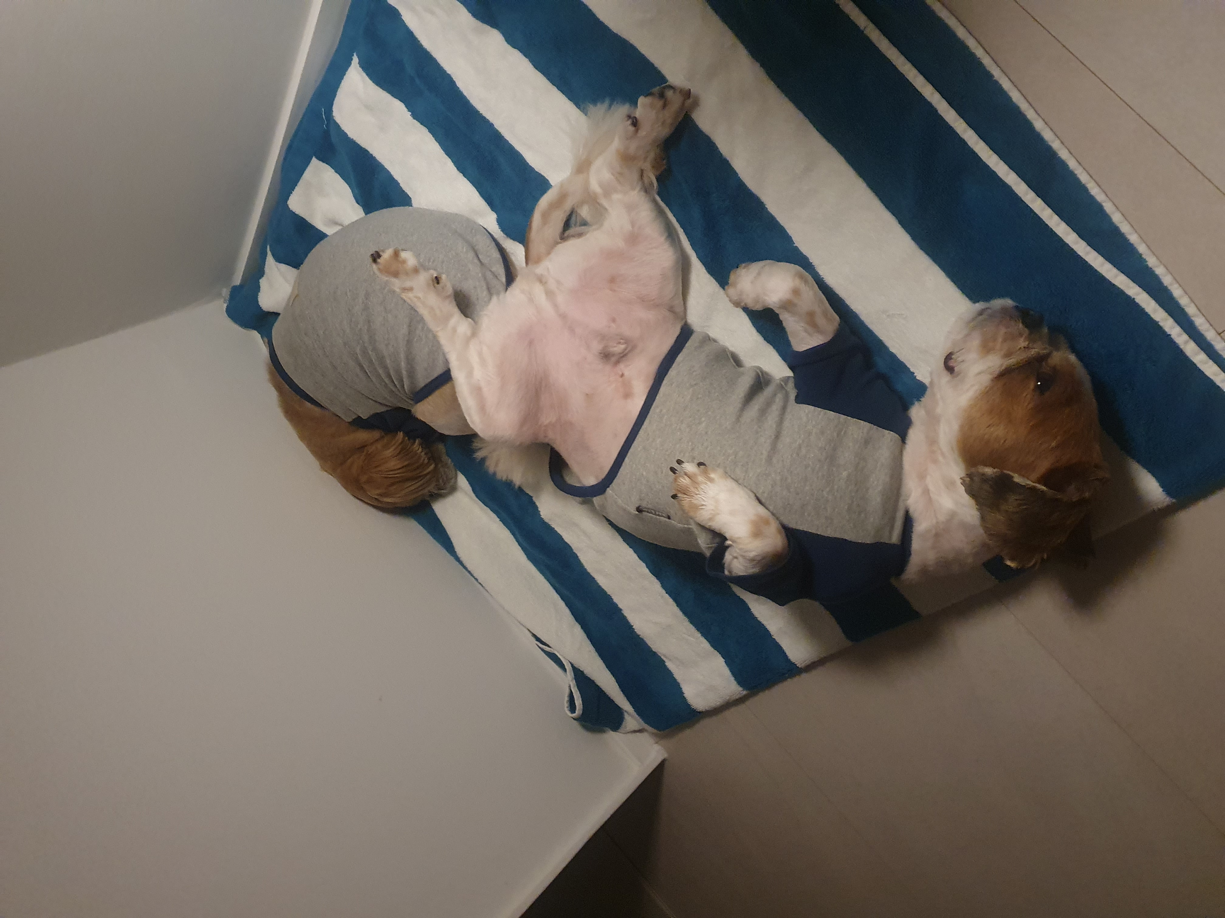 반려동물 미용실 구조견 코스 이야기