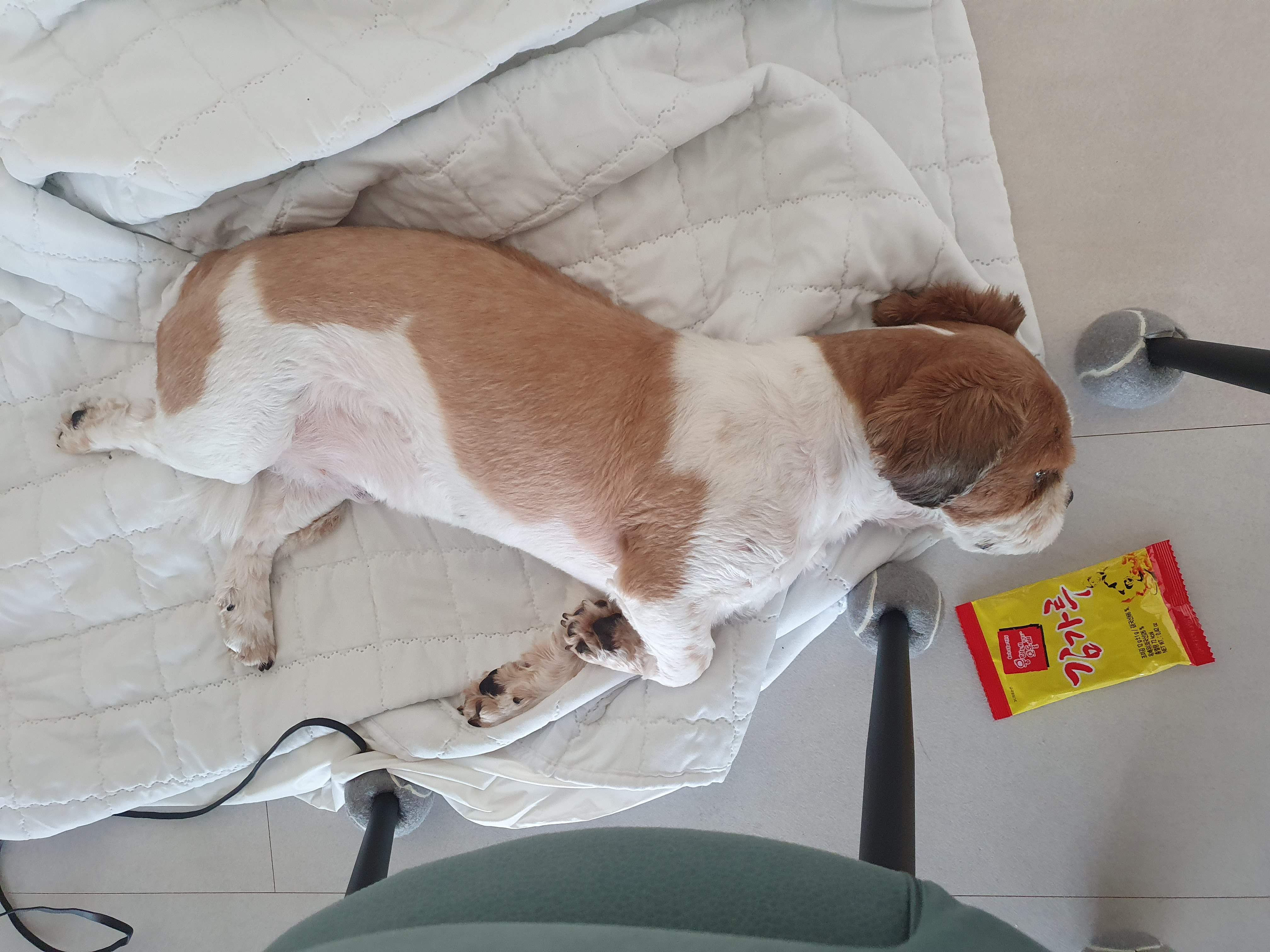 반려동물 미용실 구조견 코스 이야기