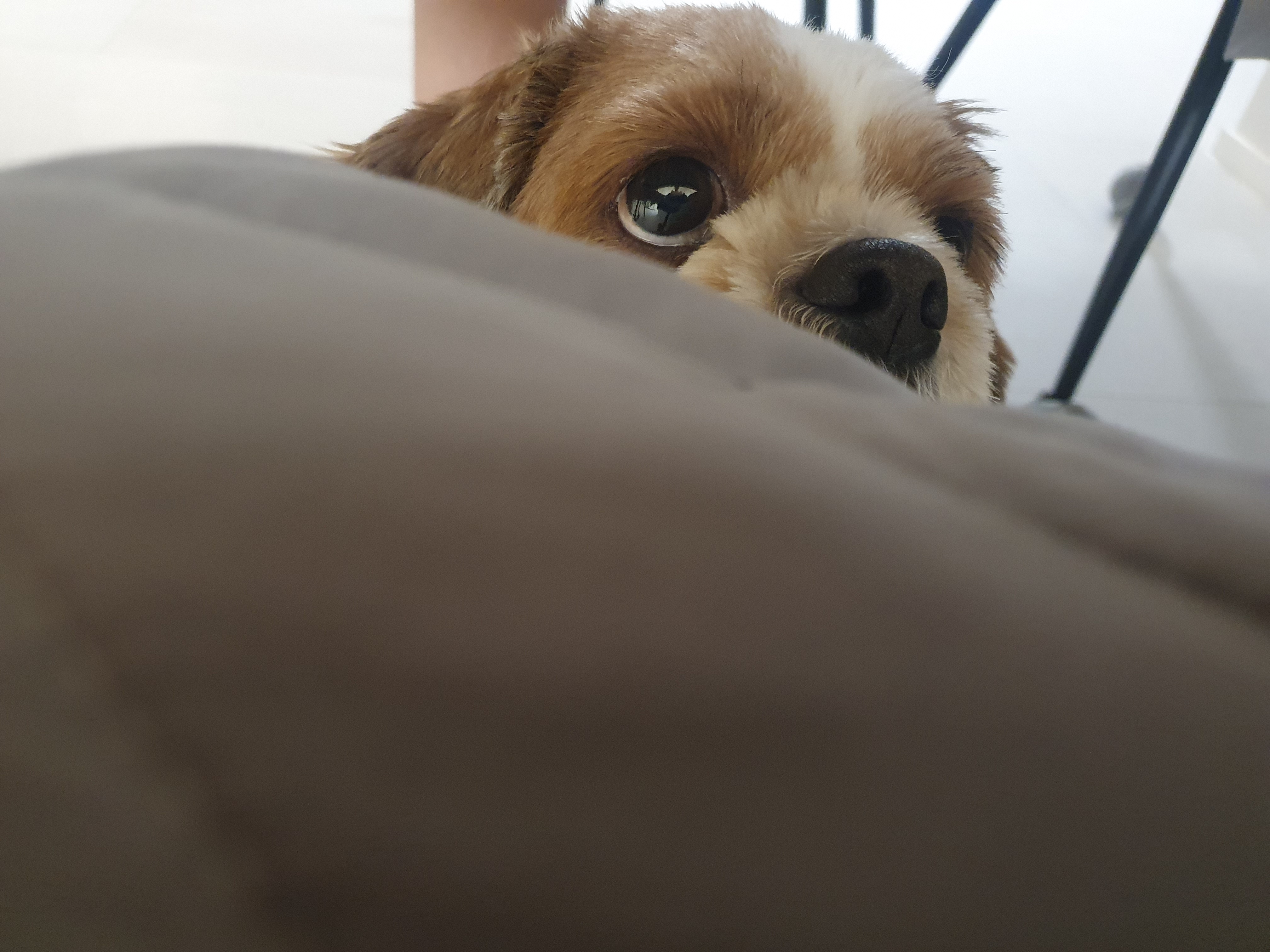 반려동물 미용실 구조견 코스 이야기