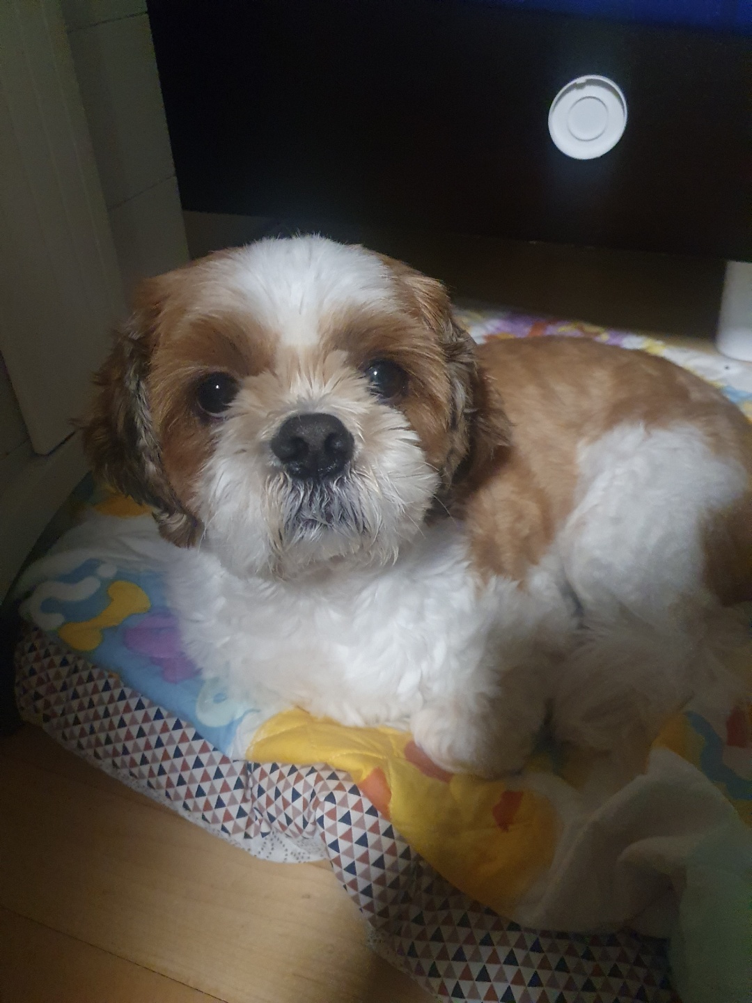 반려동물 미용실 구조견 코스 이야기