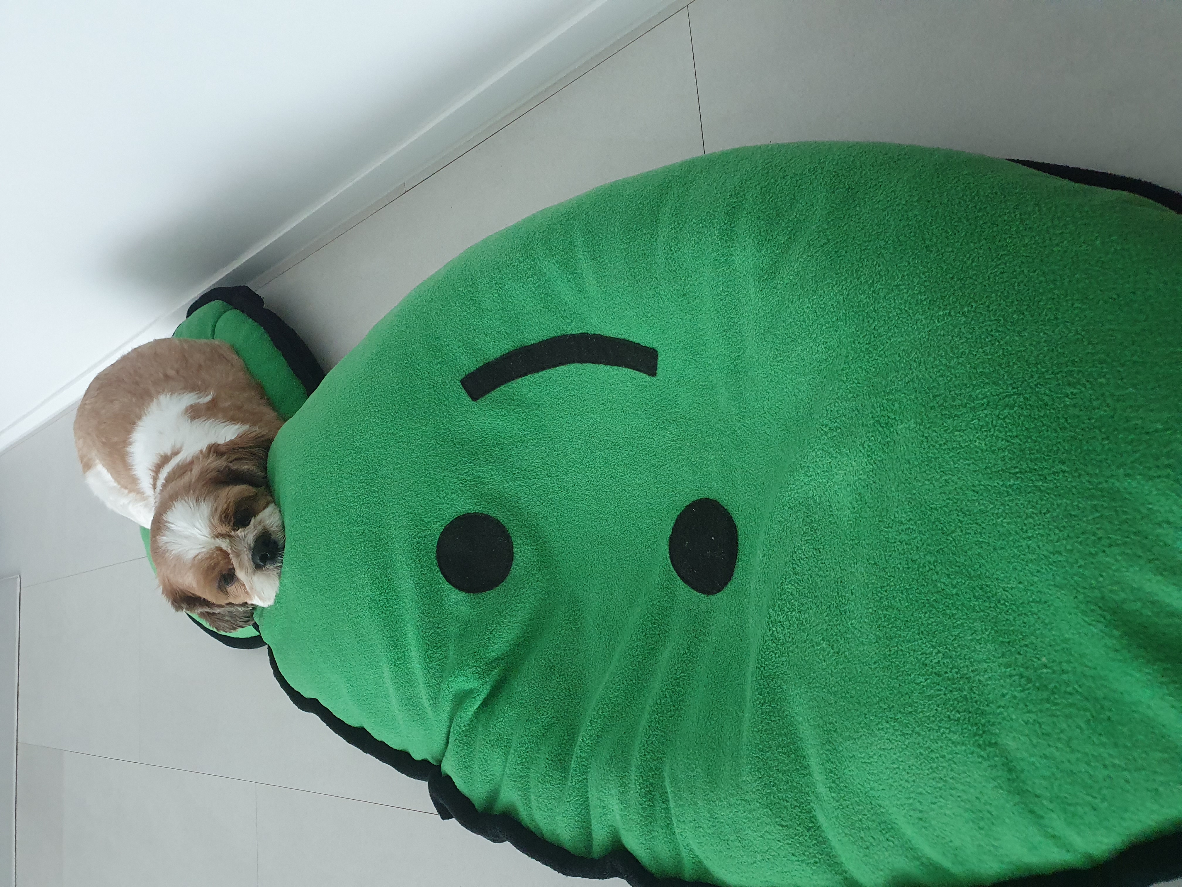 반려동물 미용실 구조견 코스 이야기