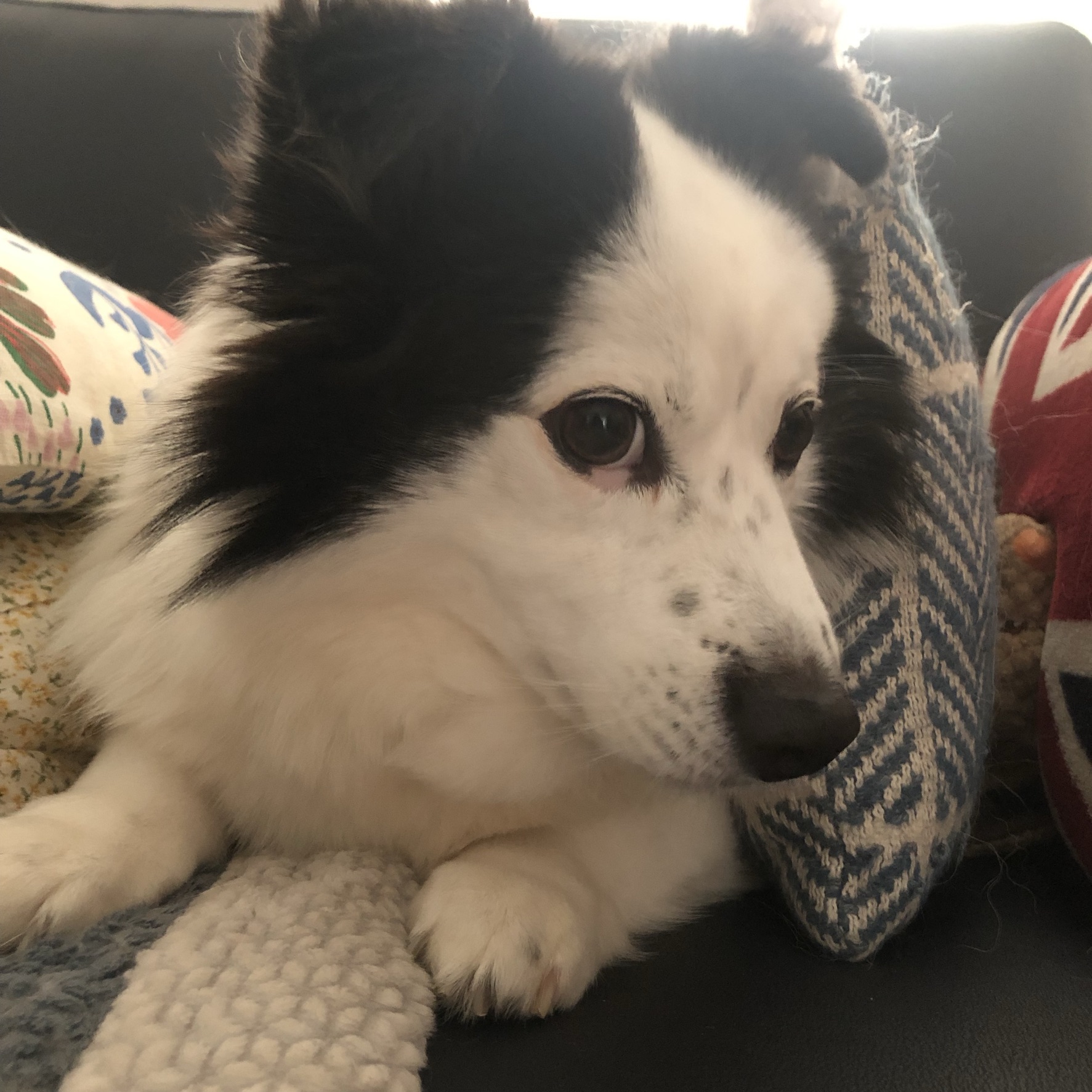 천둥 레오 슈키 덕구 근황!!