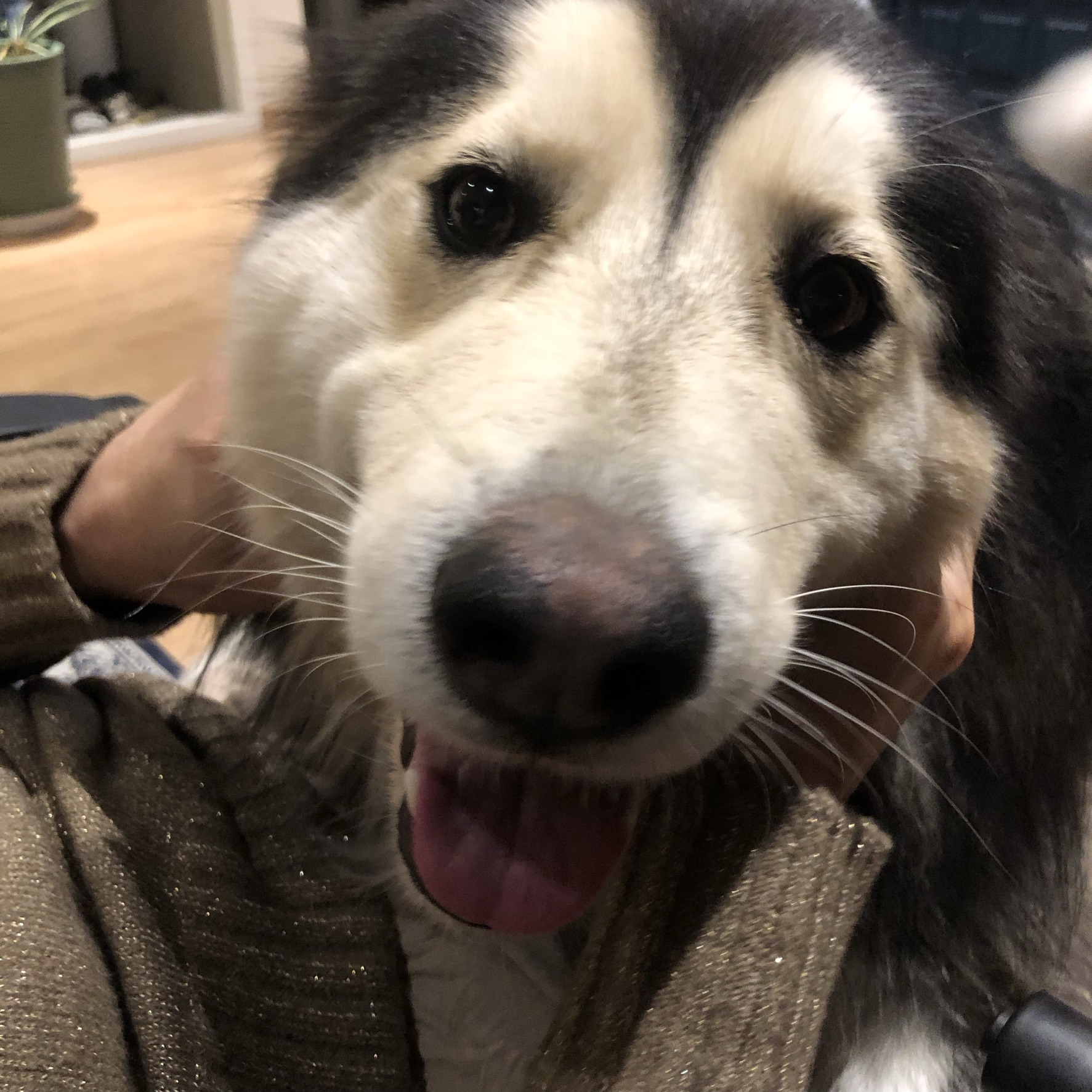 천둥 레오 슈키 덕구 근황!!