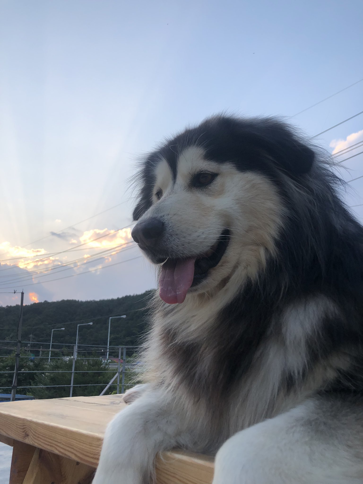 천둥 레오 슈키 덕구 근황!!