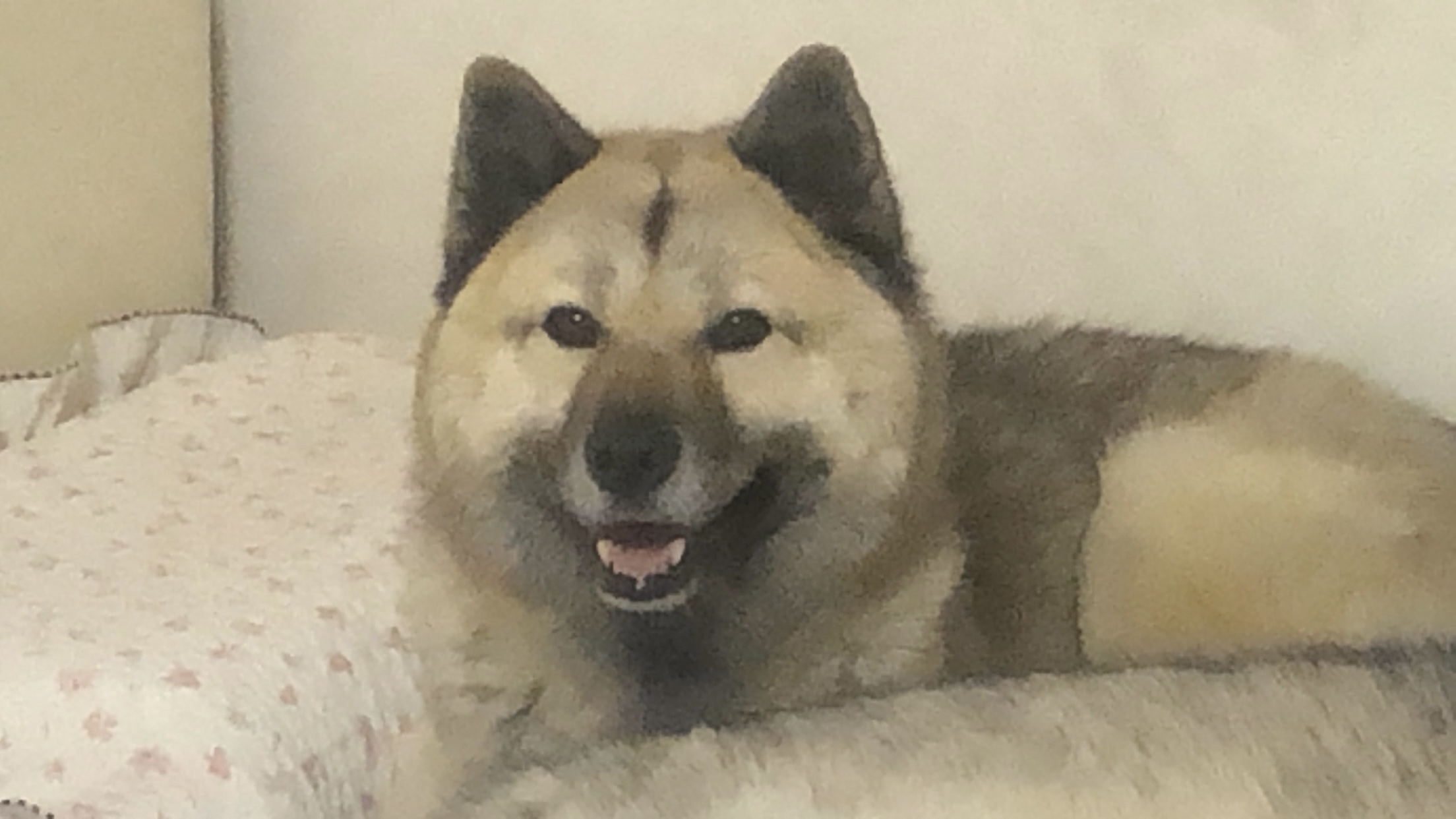 천둥 레오 슈키 덕구 근황!!