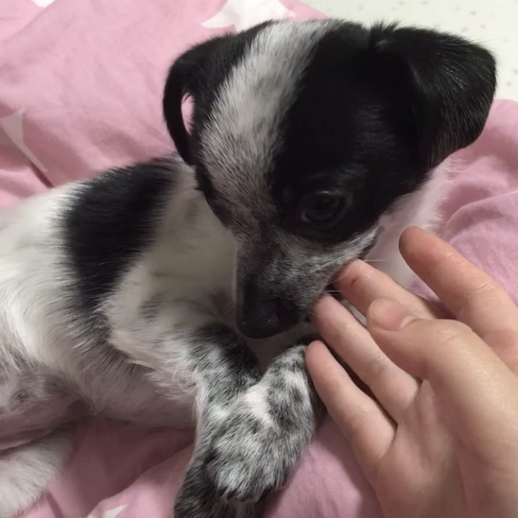 우유(짤랑이)와 함께한 지 D+24 