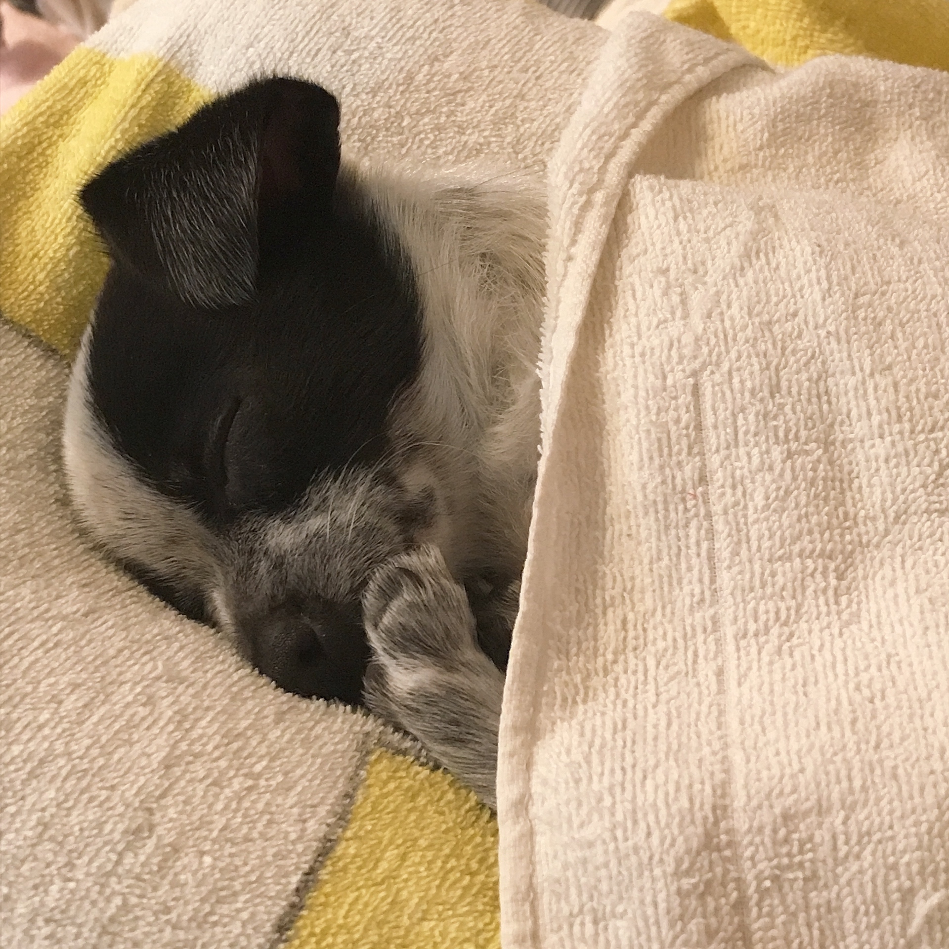 우유(짤랑이)와 함께한 지 D+24 