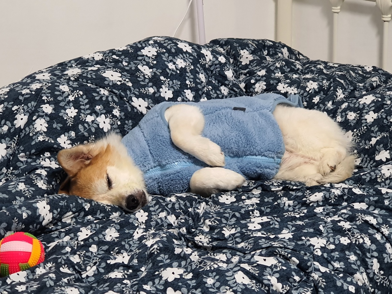 꼬마가 저희 집에 온지 3개월이 지났습니다~