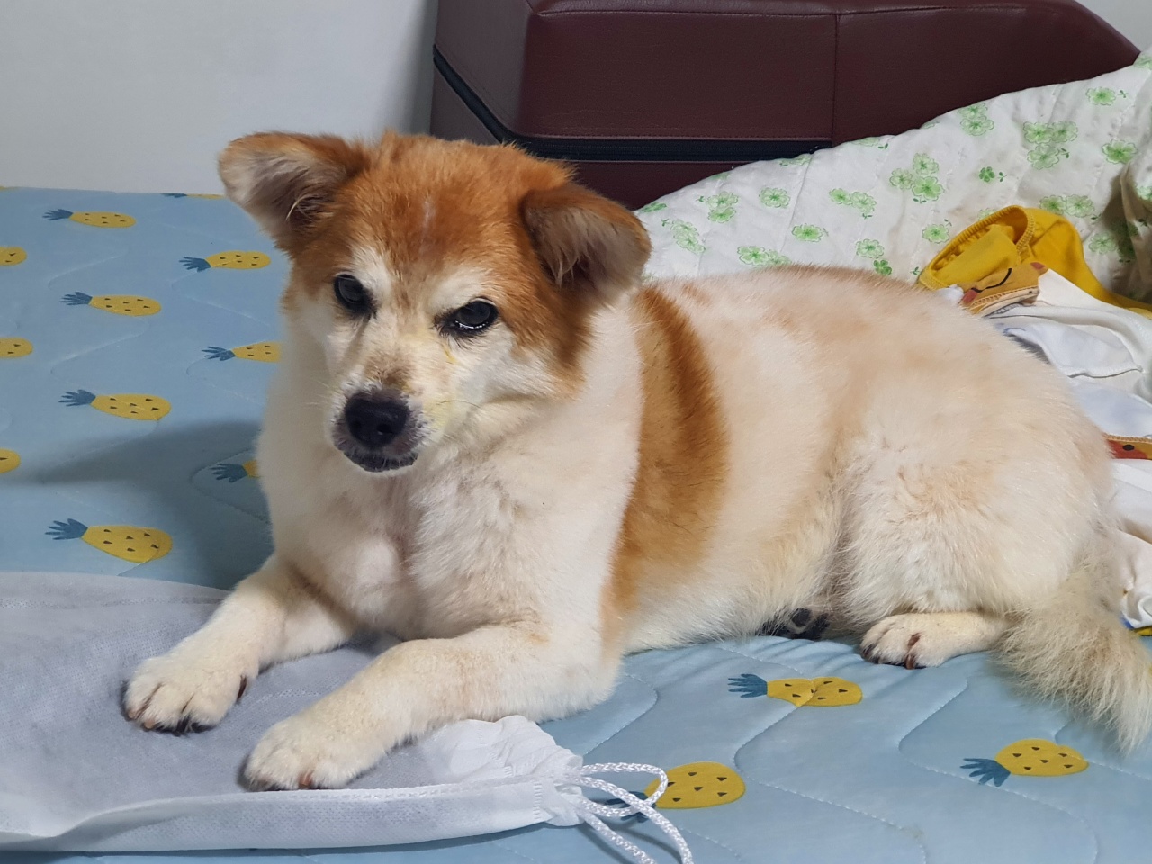 꼬마가 저희 집에 온지 3개월이 지났습니다~