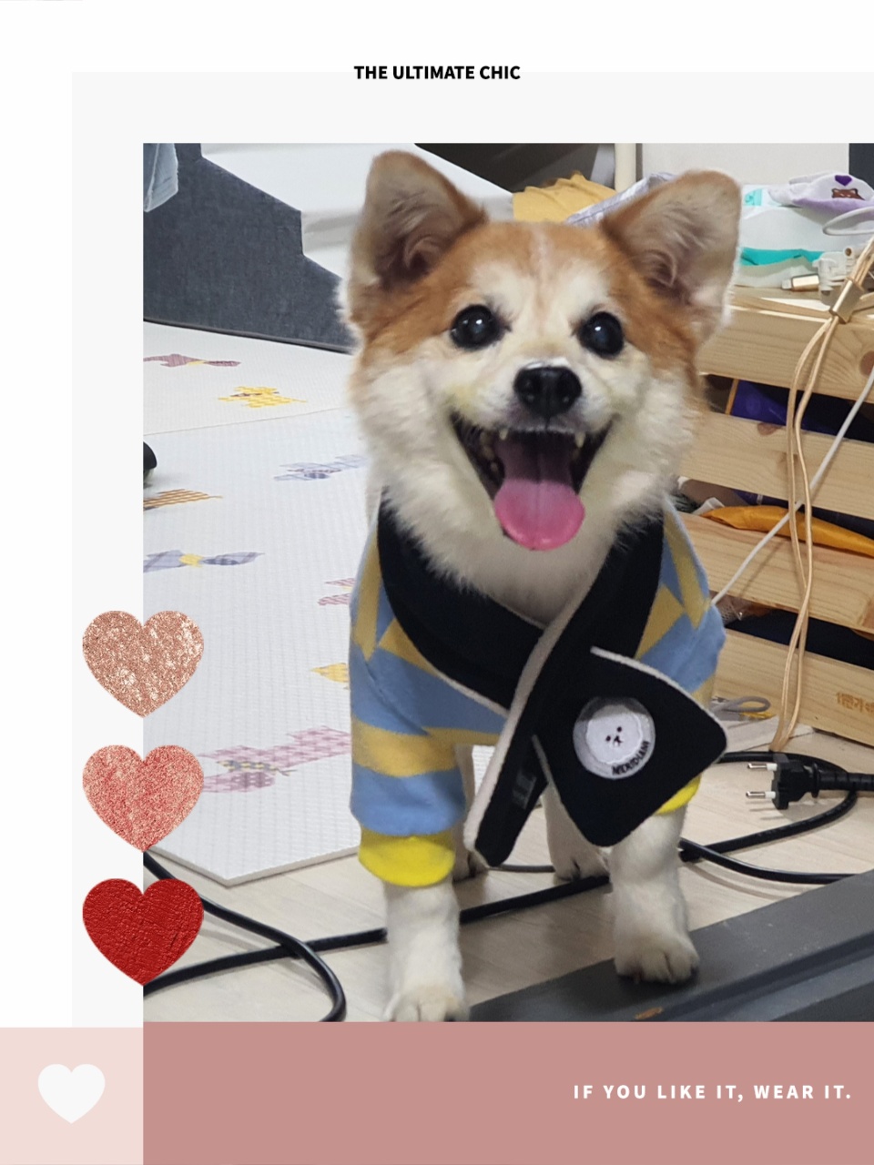 꼬마가 저희 집에 온지 3개월이 지났습니다~