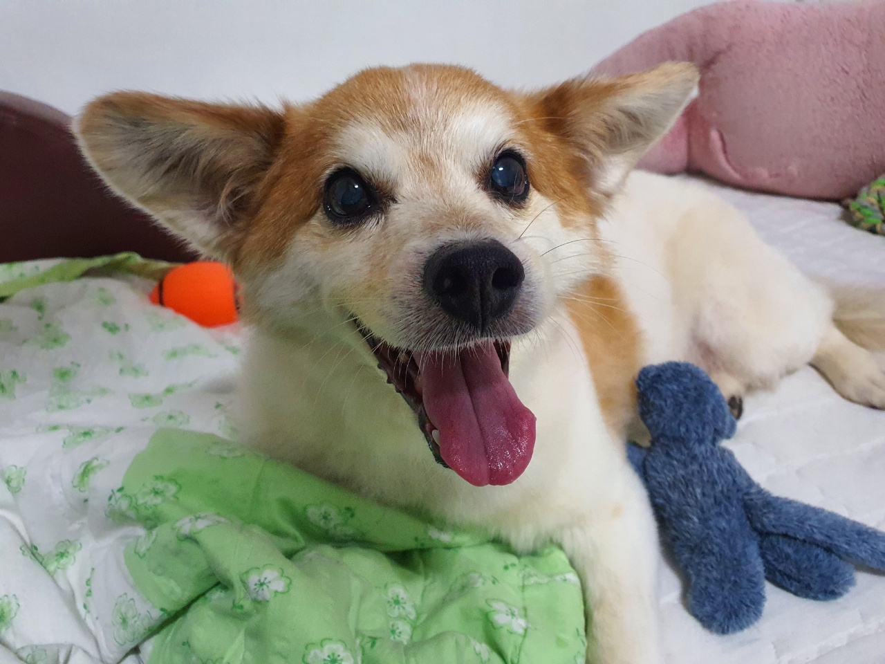 꼬마가 저희 집에 온지 3개월이 지났습니다~