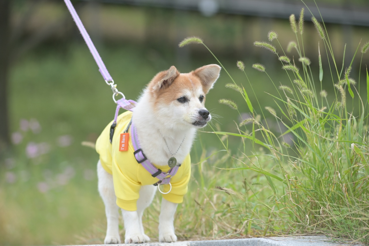 꼬마가 저희 집에 온지 3개월이 지났습니다~