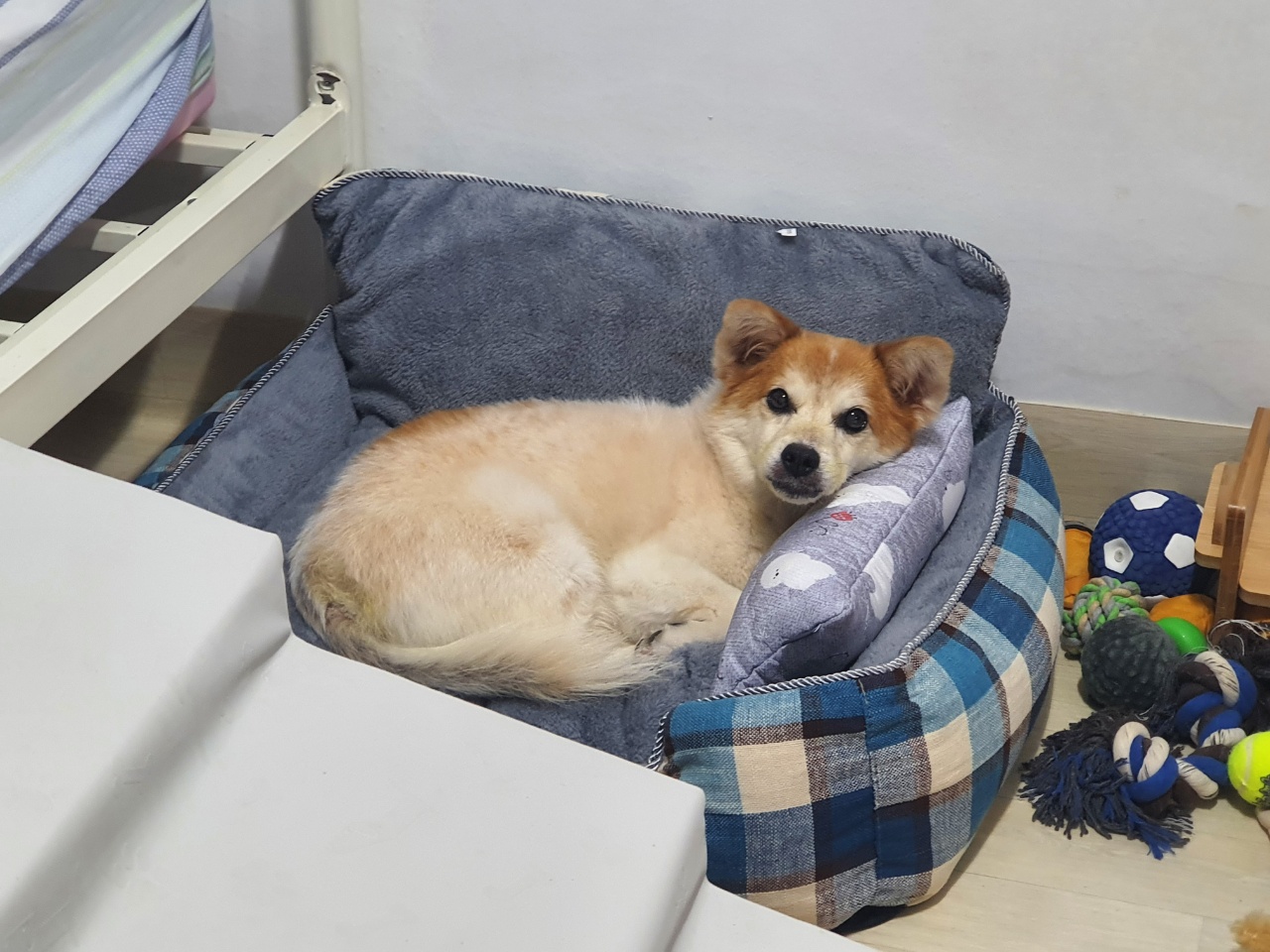 꼬마가 저희 집에 온지 3개월이 지났습니다~