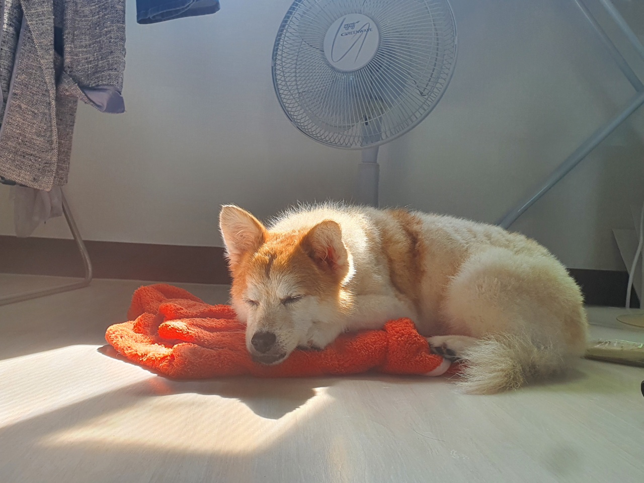 꼬마가 저희 집에 온지 3개월이 지났습니다~