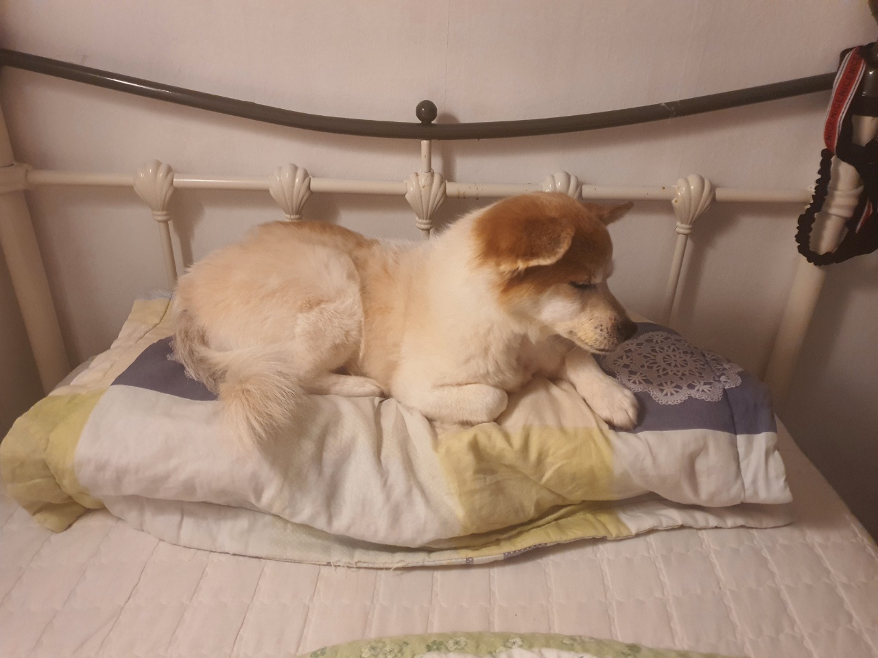 꼬마가 저희 집에 온지 3개월이 지났습니다~