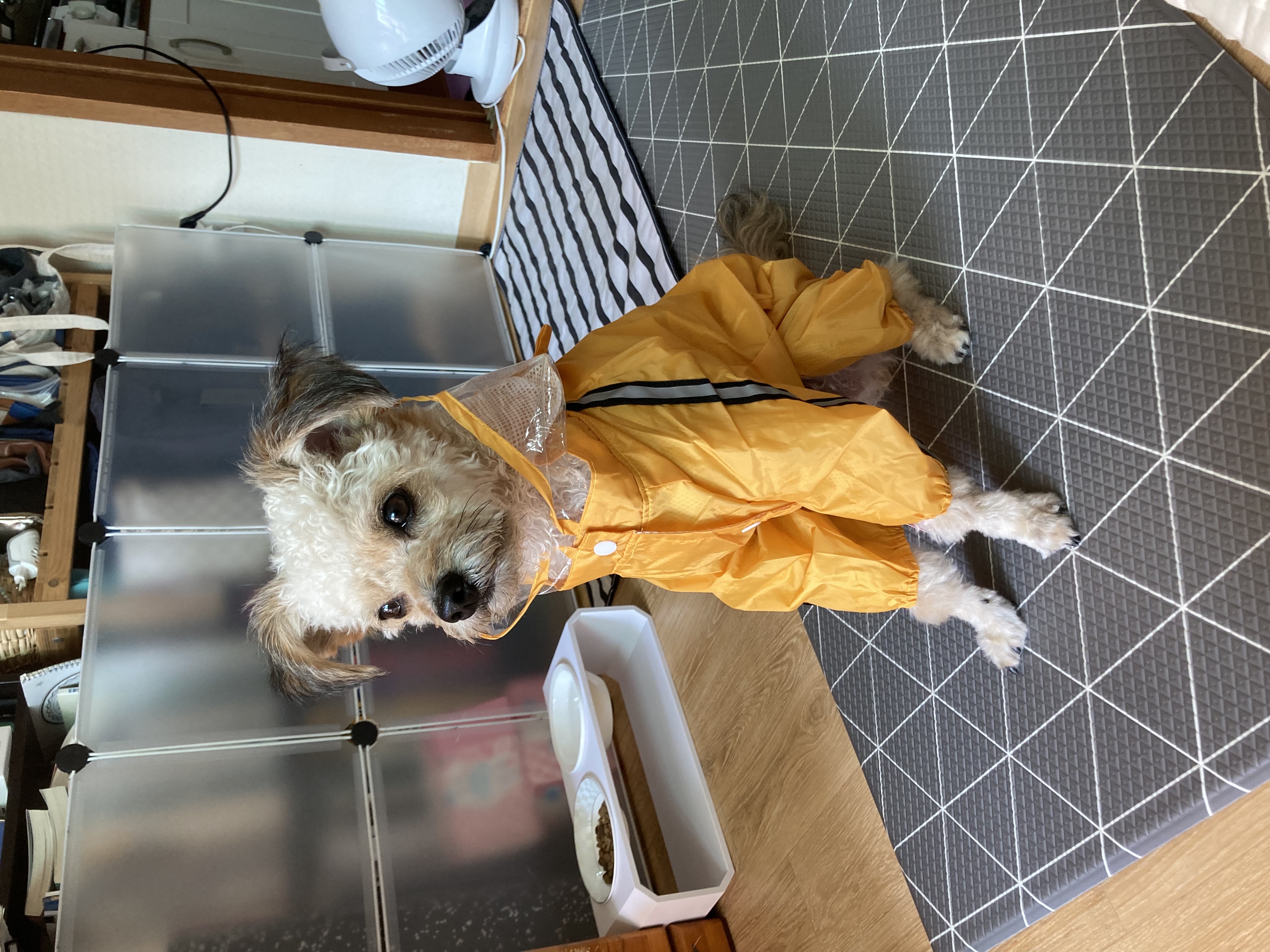 날라(푸푸아가 뽀삼이) 소식 전해드려요!ㅎㅎ