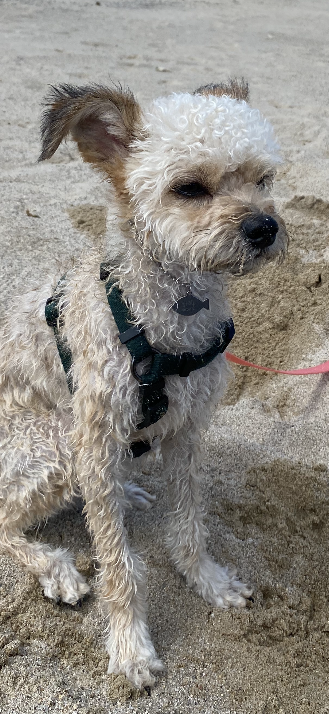 날라(푸푸아가 뽀삼이) 소식 전해드려요!ㅎㅎ